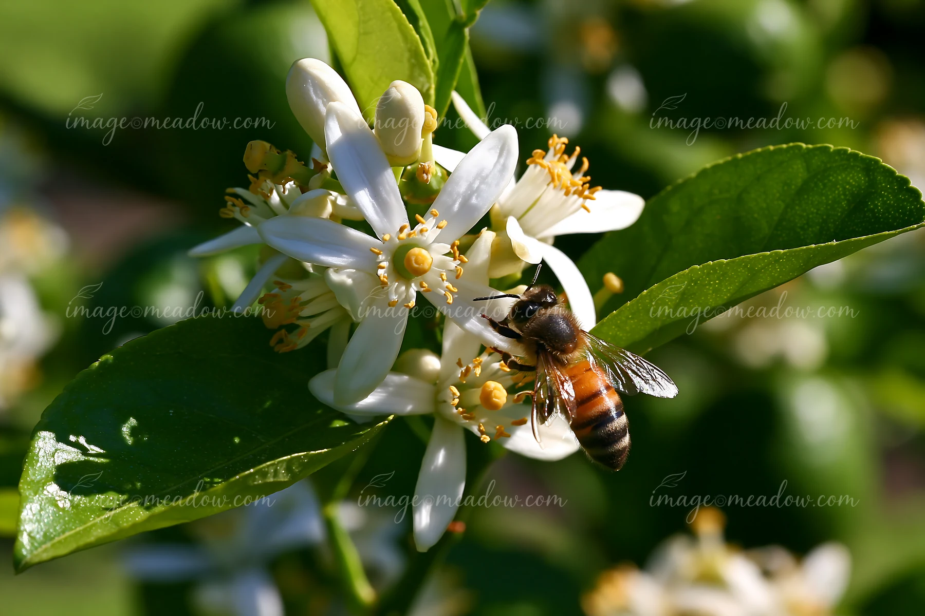 Orange tree flowers close up show a bee collecting pollen from white petals in a sunny outdoor setting, surrounded by vibrant green leaves during spring.