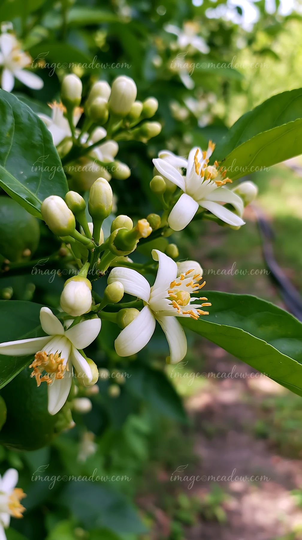 Orange tree flowers close up show bright white blooms with yellow centers.