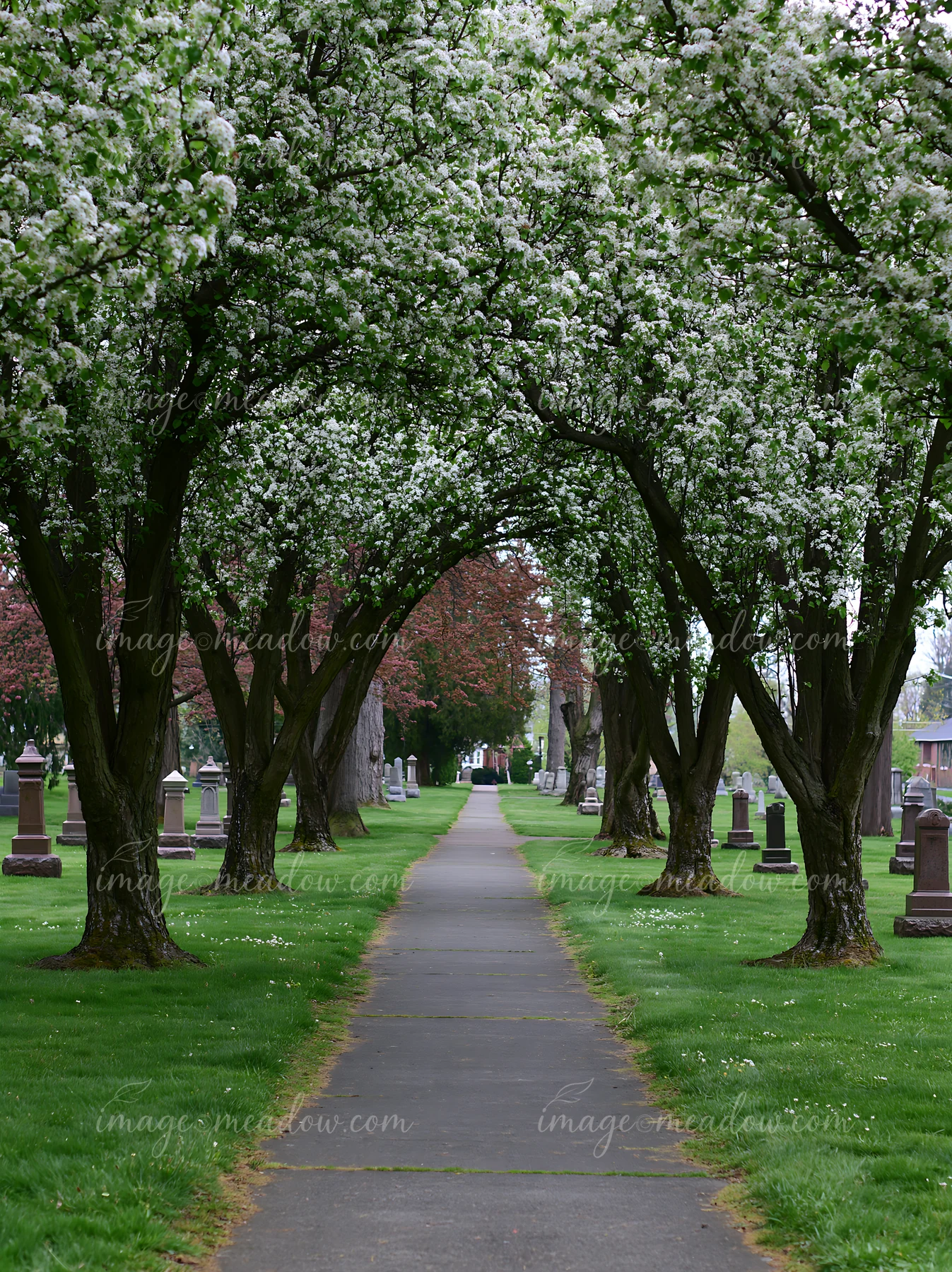 Ornamental pear trees in spring bloom line a paved path through a cemetery.