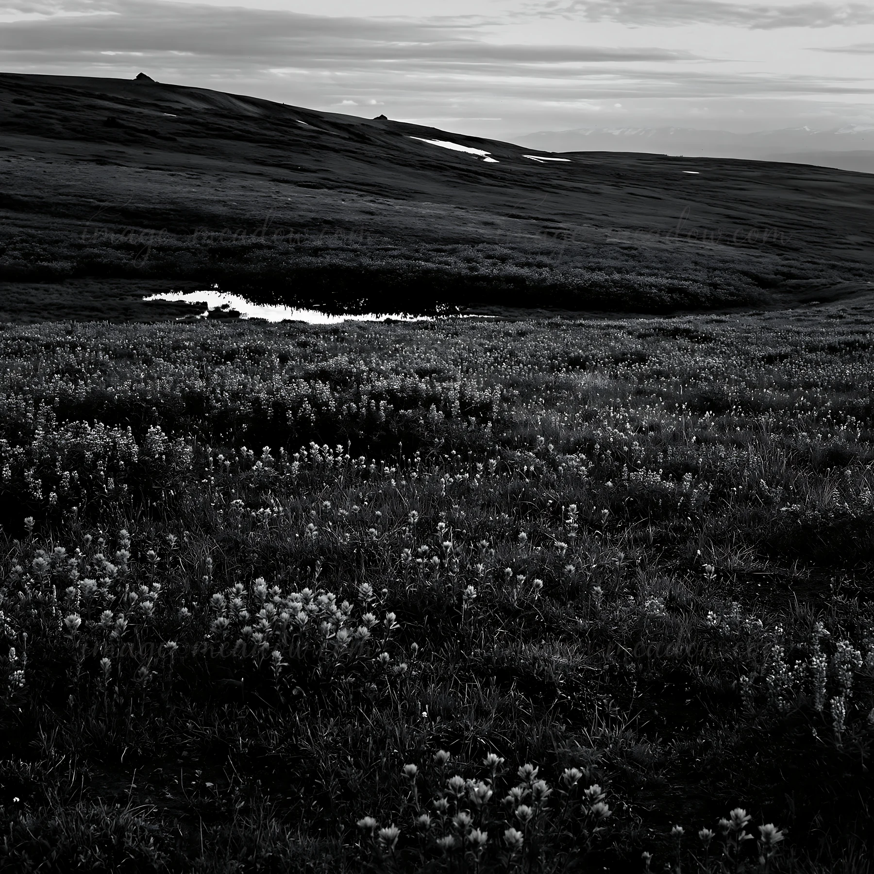 A meadow filled with paintbrush lupines stretches across the landscape during dusk. The sky shows fading light, and a small stream flows through the grass, refl