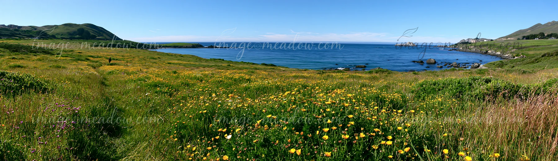 Panoramic wildflower meadow beside a calm blue sea, with grassy hills and rocky shoreline under a clear sky.