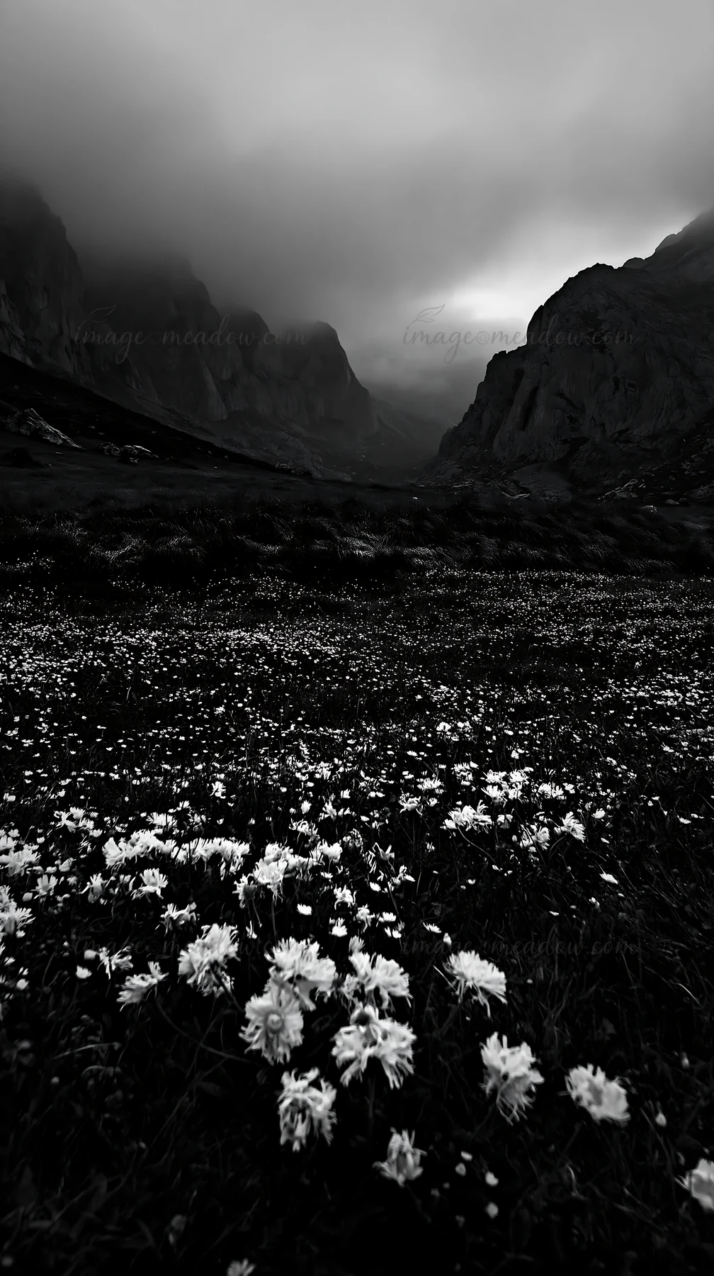 A meadow in Picos de Europa shows flowers under sunrays. Mountains rise in the background with clouds. The scene captures natural beauty in a remote area of Spa