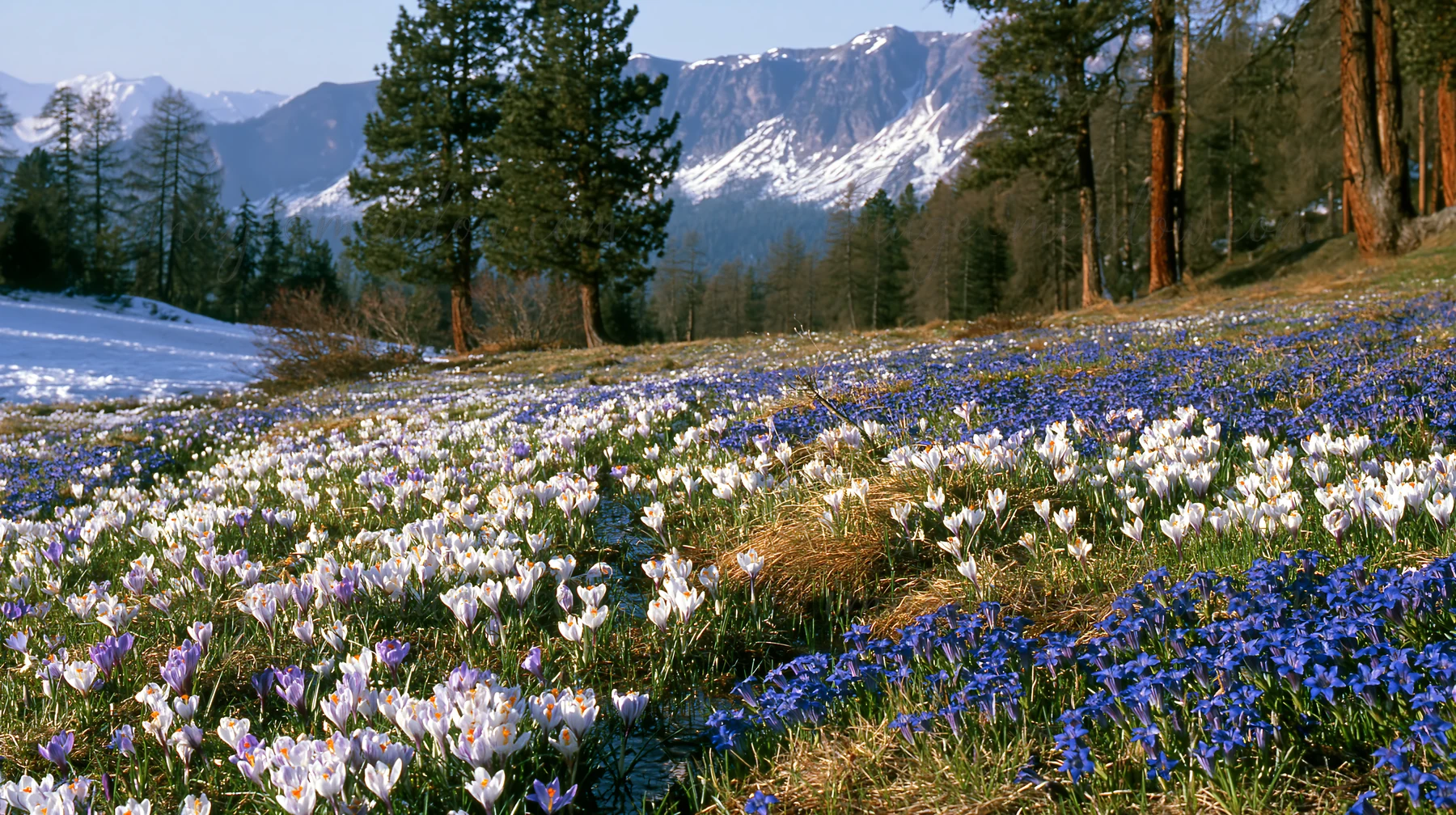 A meadow in a pine forest showcases vibrant flowers on the ground, with mountains visible in the background and snow patches remaining in early spring.