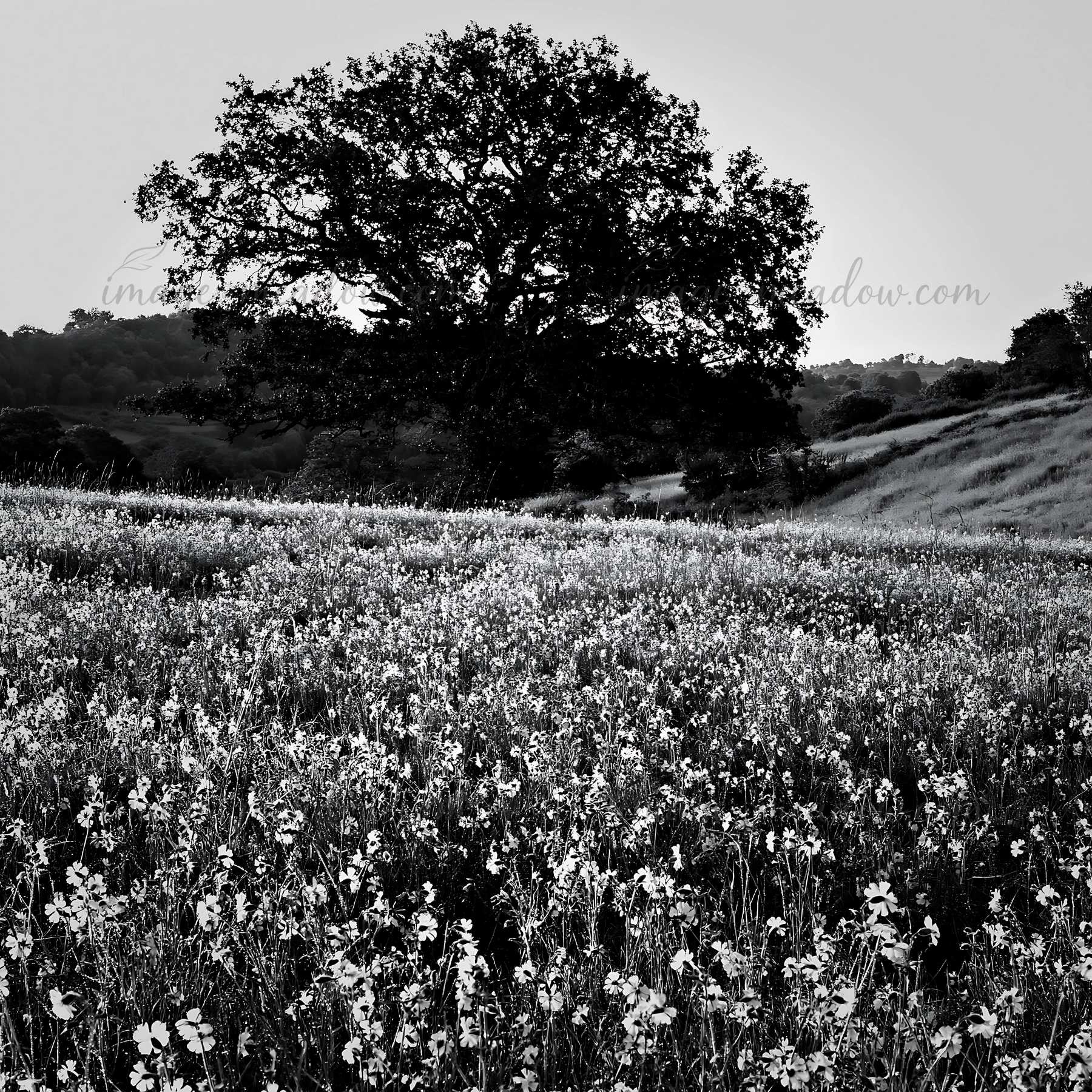 A meadow filled with pink campion flowers is in the foreground. A large tree stands prominently in the background. Hills and a rising landscape are visible in t