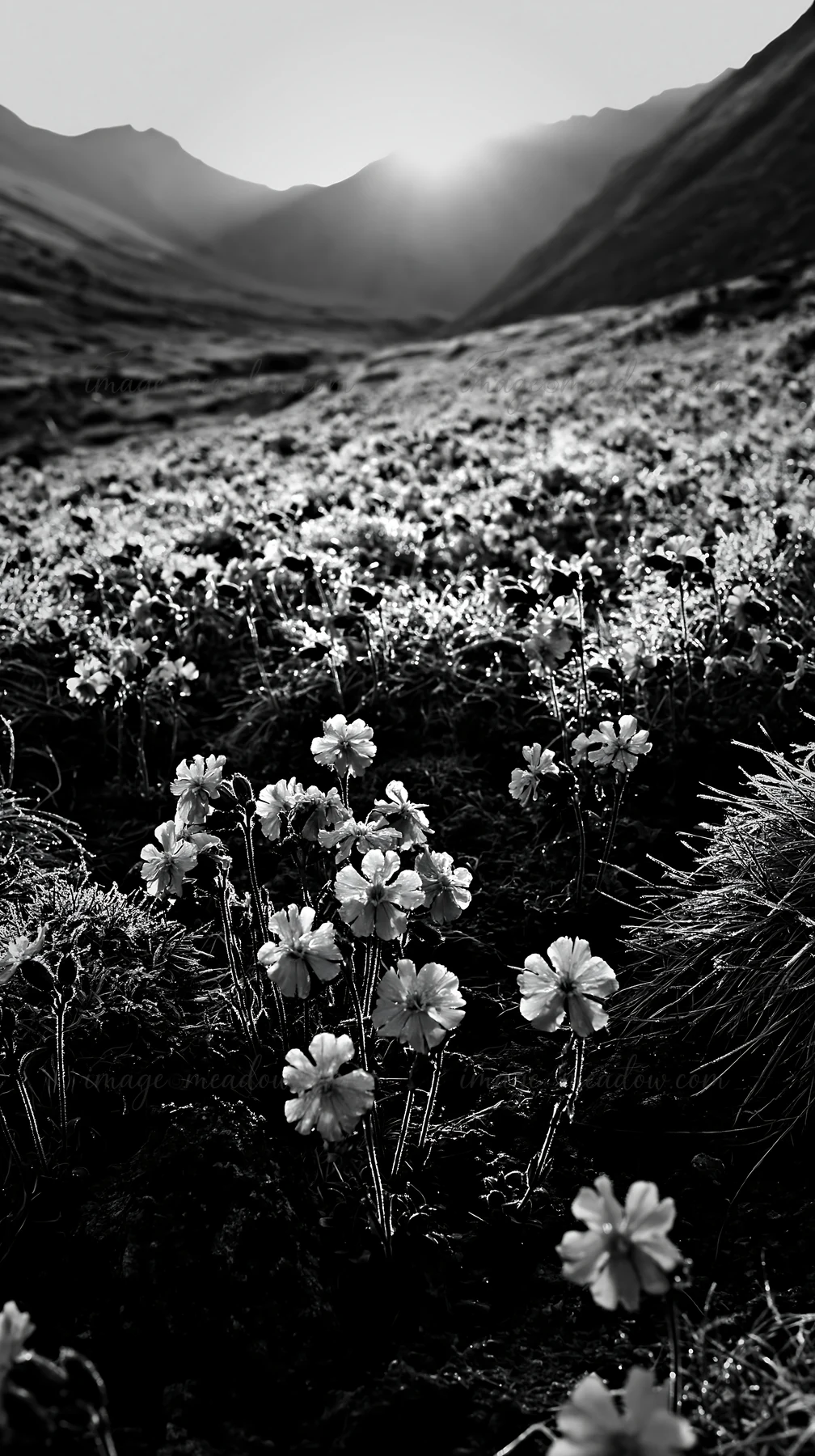 Flowers bloom in a meadow during sunset. The scene shows a field filled with pink campion, surrounded by mountains in the background. The light creates shadows