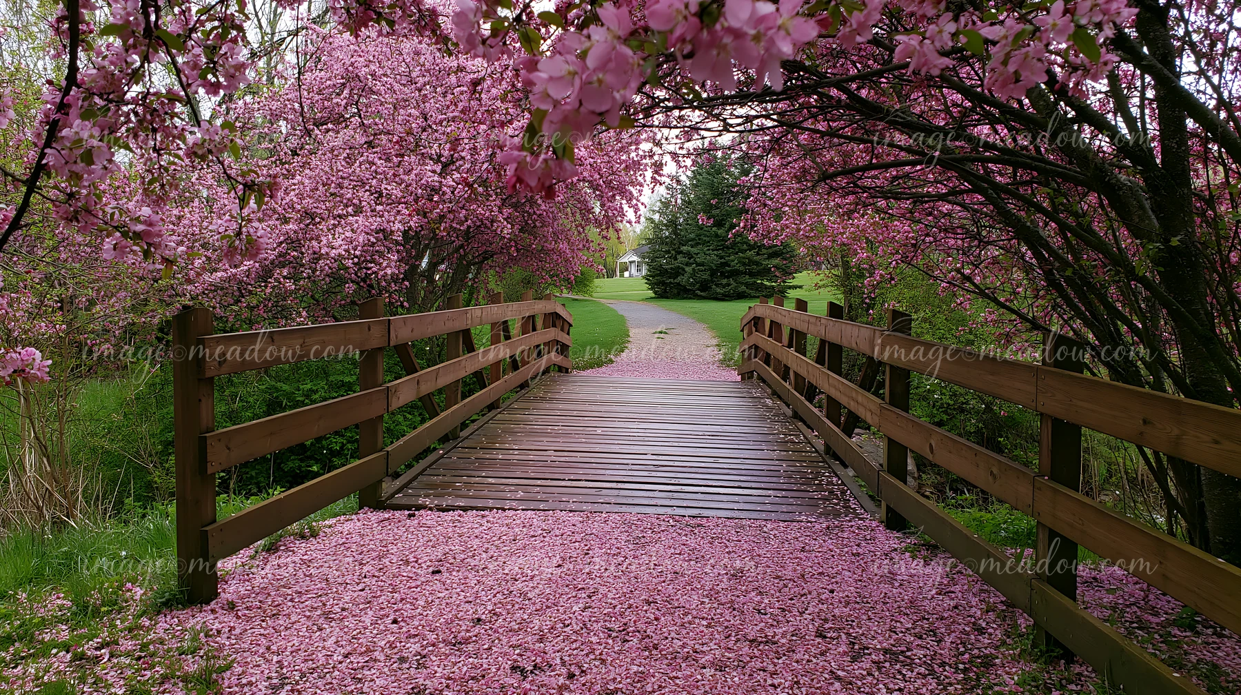 Pink flowering trees arch over a wooden footbridge and path covered with fallen petals in a landscaped garden.
