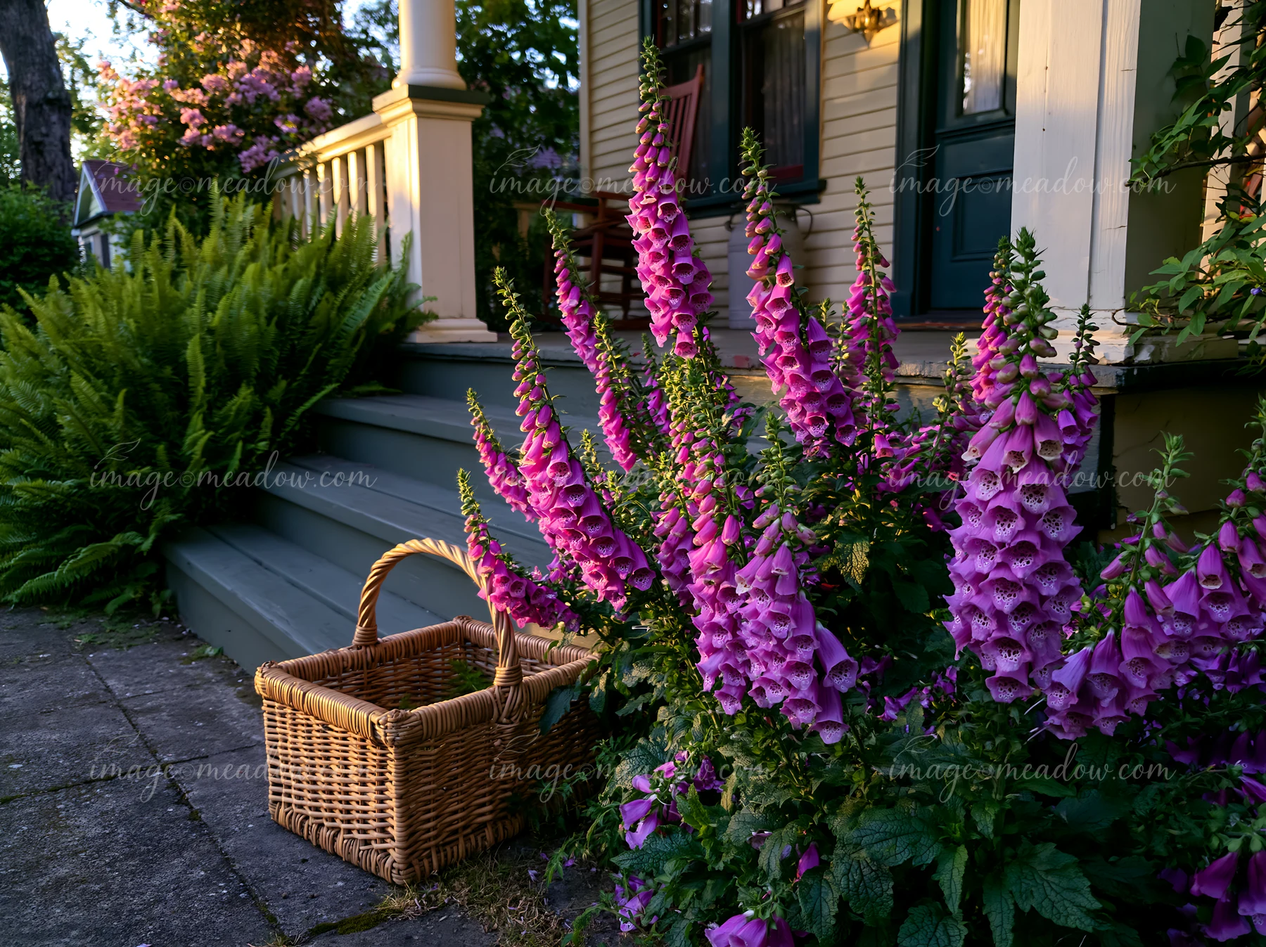 Pink foxglove flowers bloom beside a cottage porch, with ferns, steps, and a wicker basket.