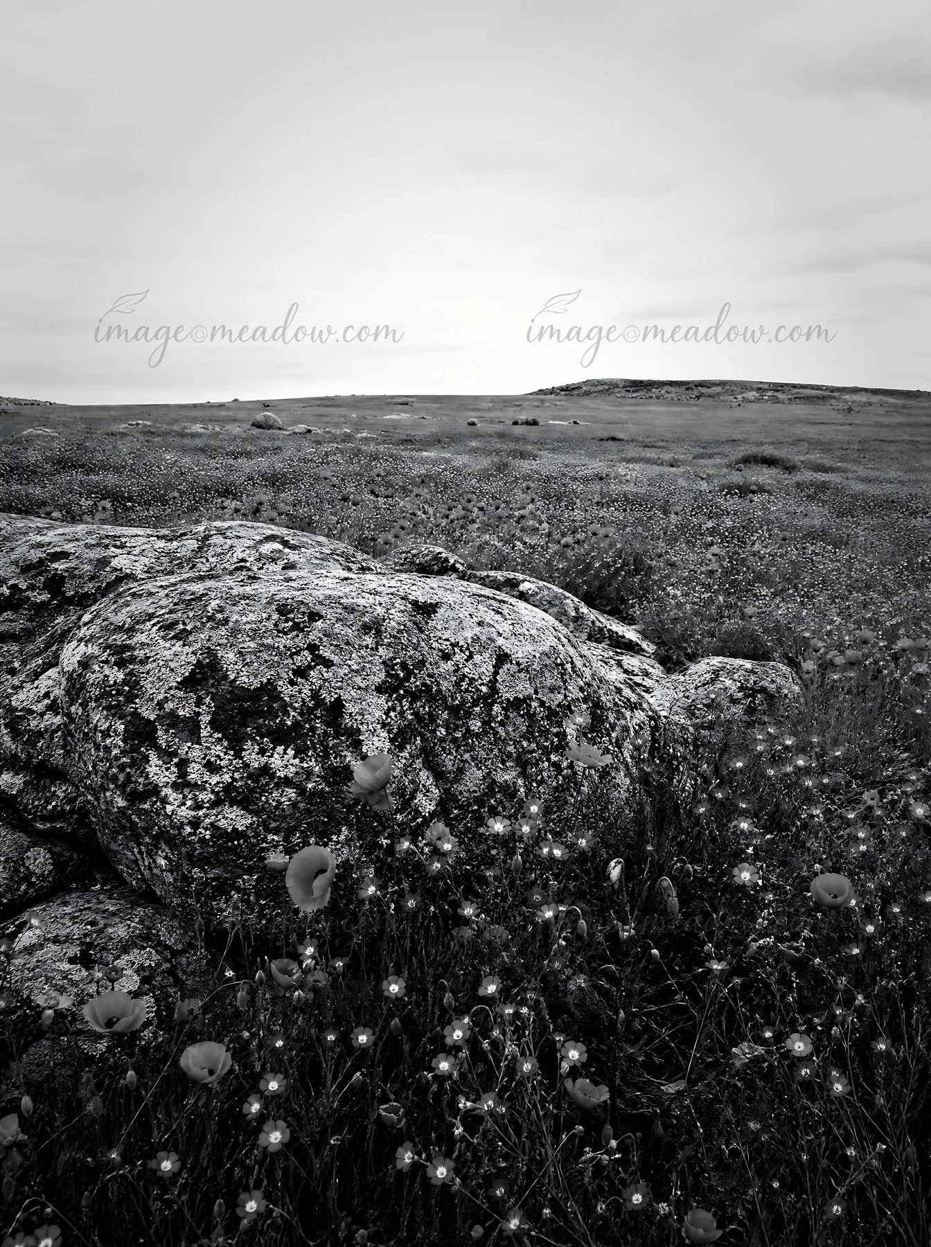 A vast field shows red poppy flowers and blue flax flowers around large rocks. The scene captures a cloudy day with a wide expanse of nature. Presented as a pre