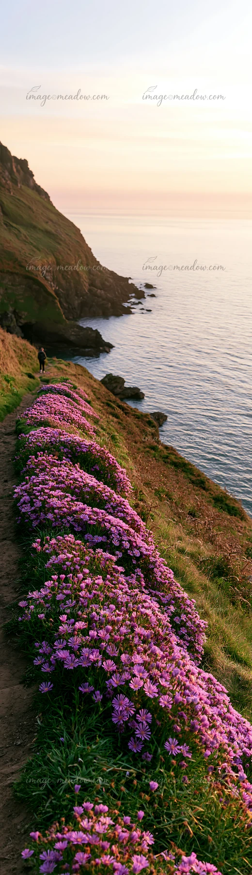 Purple coastal flowers line a grassy cliff above calm ocean water at sunset.