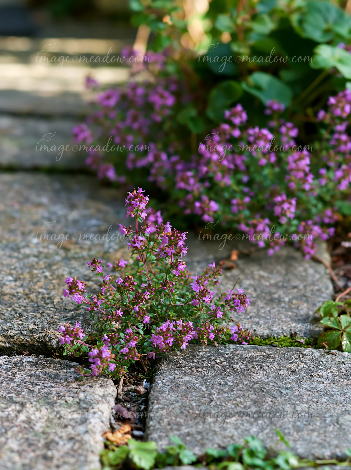 Purple thyme flowers grow between stone tiles, showcasing their resilience in a garden.