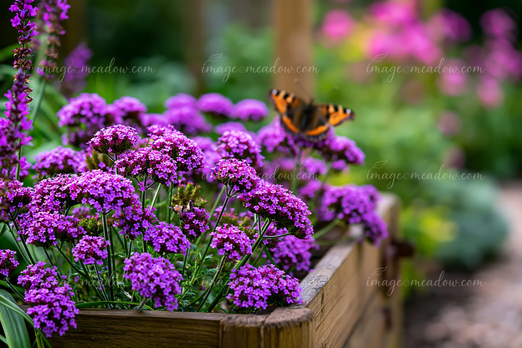 Purple verbena flowers in a wooden container attract a butterfly in a garden.