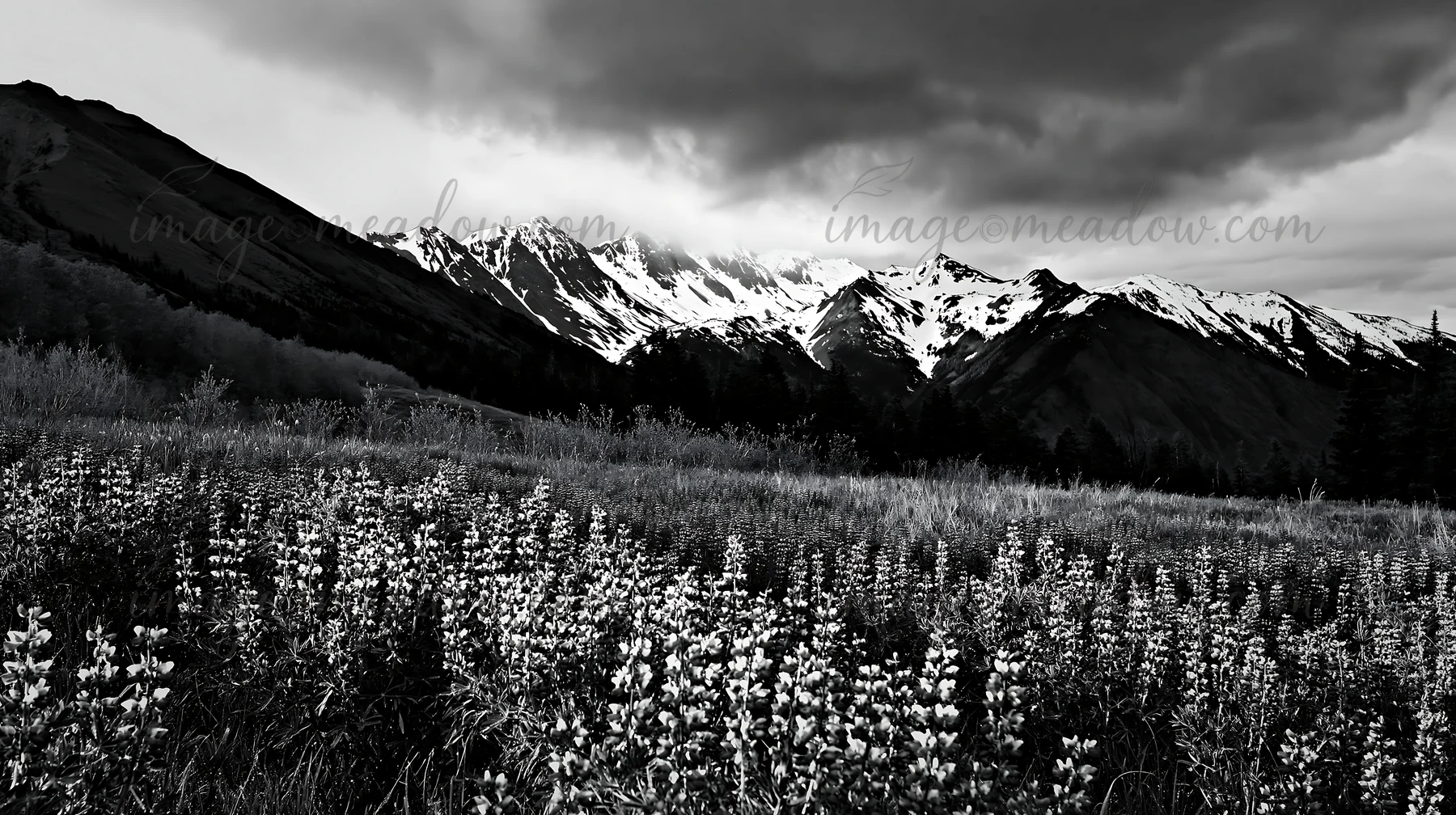 A rainwashed meadow features vibrant purple flowers under cloudy skies. Snow-capped mountains rise in the background, creating a scenic landscape during early s