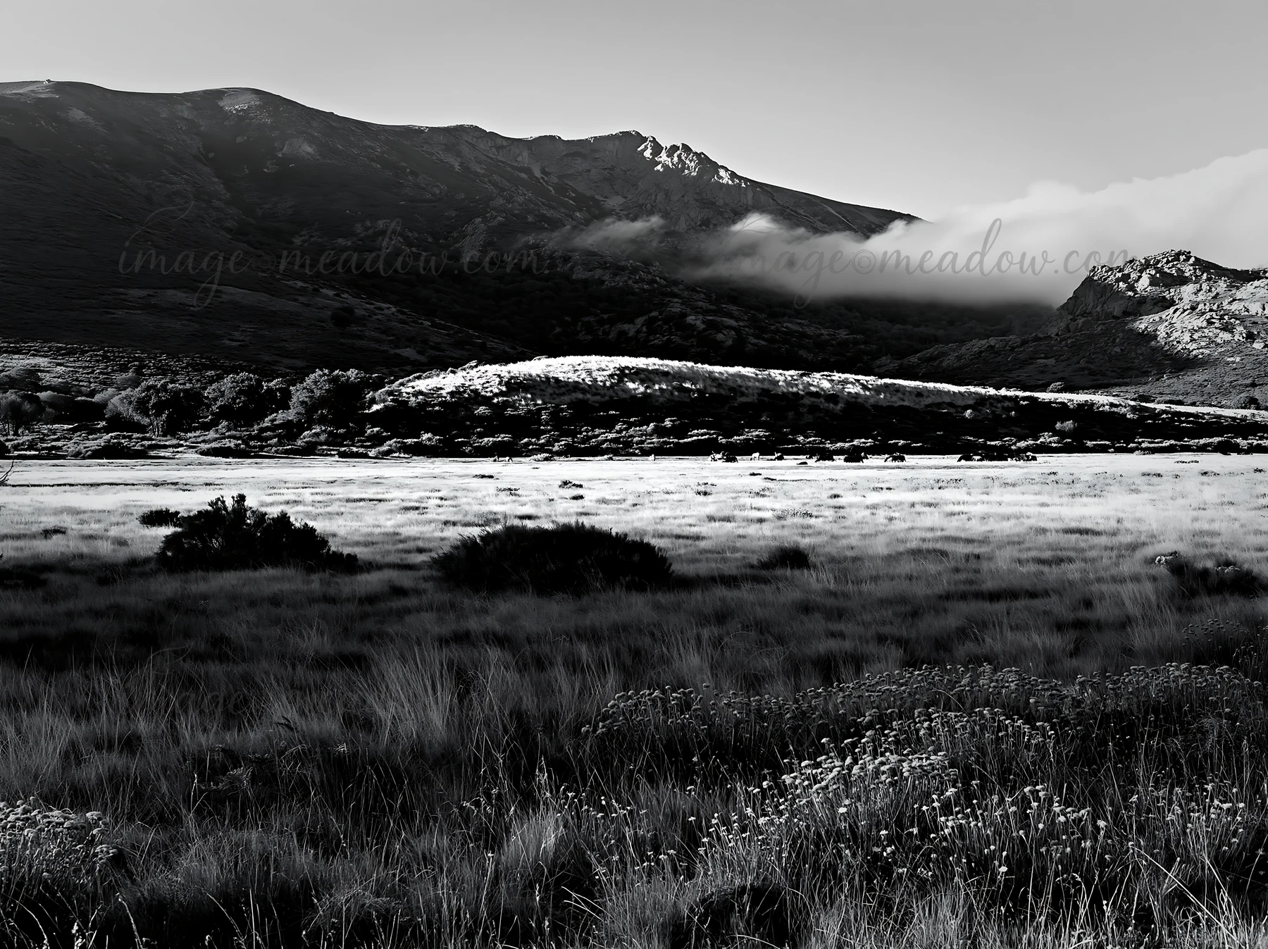 A meadow is seen with tall grass and scattered shrubs. Mountains rise in the background under a cloudy sky. The scene captures a diverse ecosystem in natural su