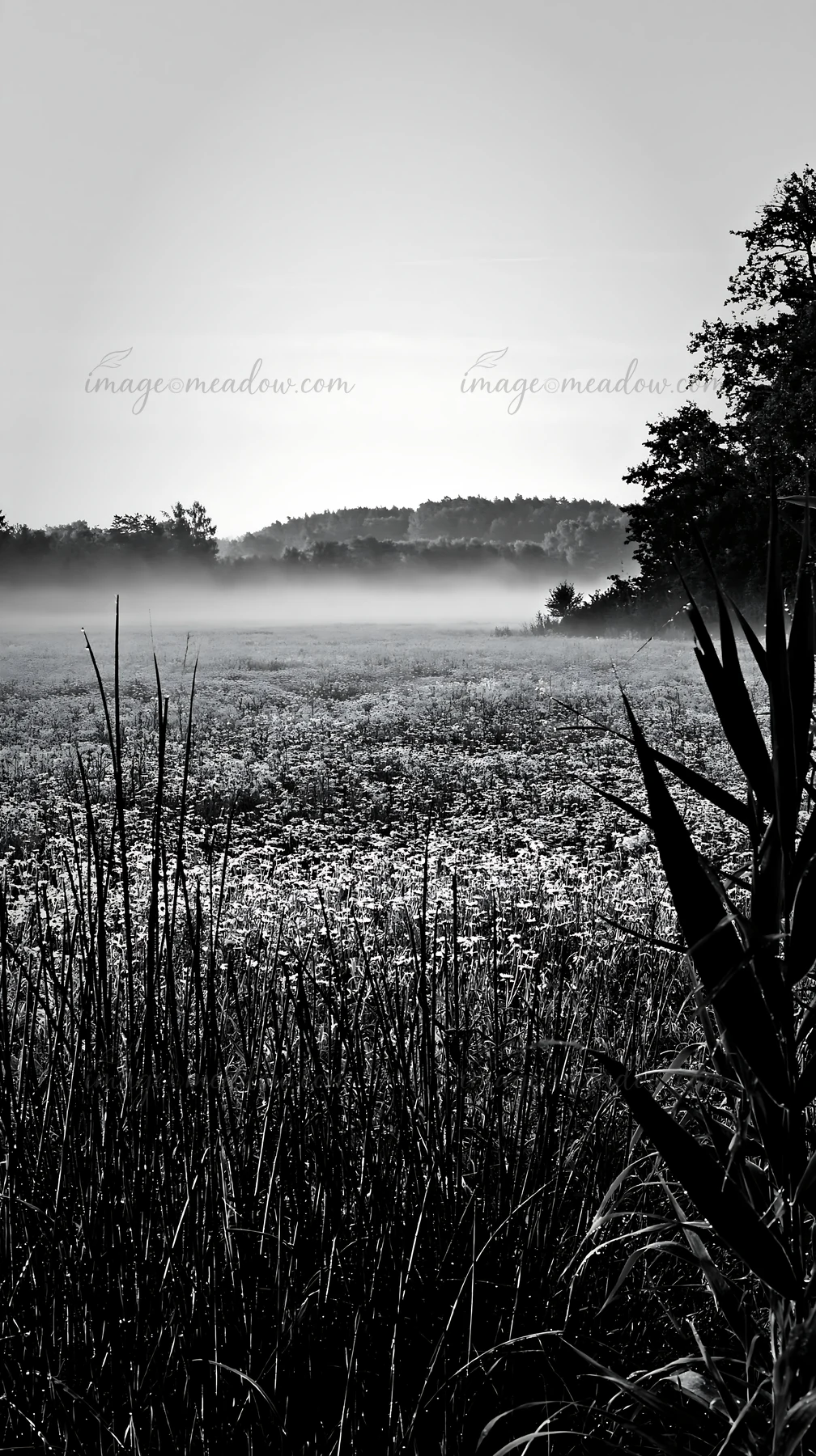 A landscape of a floodplain meadow in the Saga floodplain area shows high reeds in the foreground. The scene captures the soft light of the early morning with m