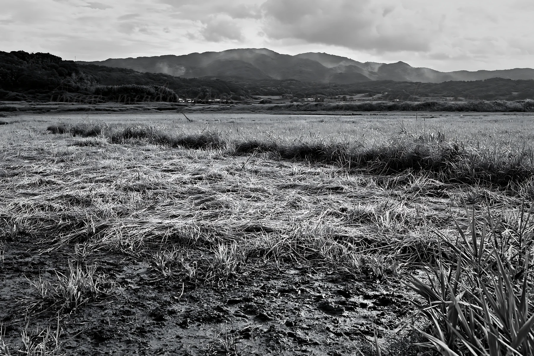 A floodplain meadow features reeds in the foreground with green grass. The background shows mountains under a cloudy sky, indicating a rural area with nature. P