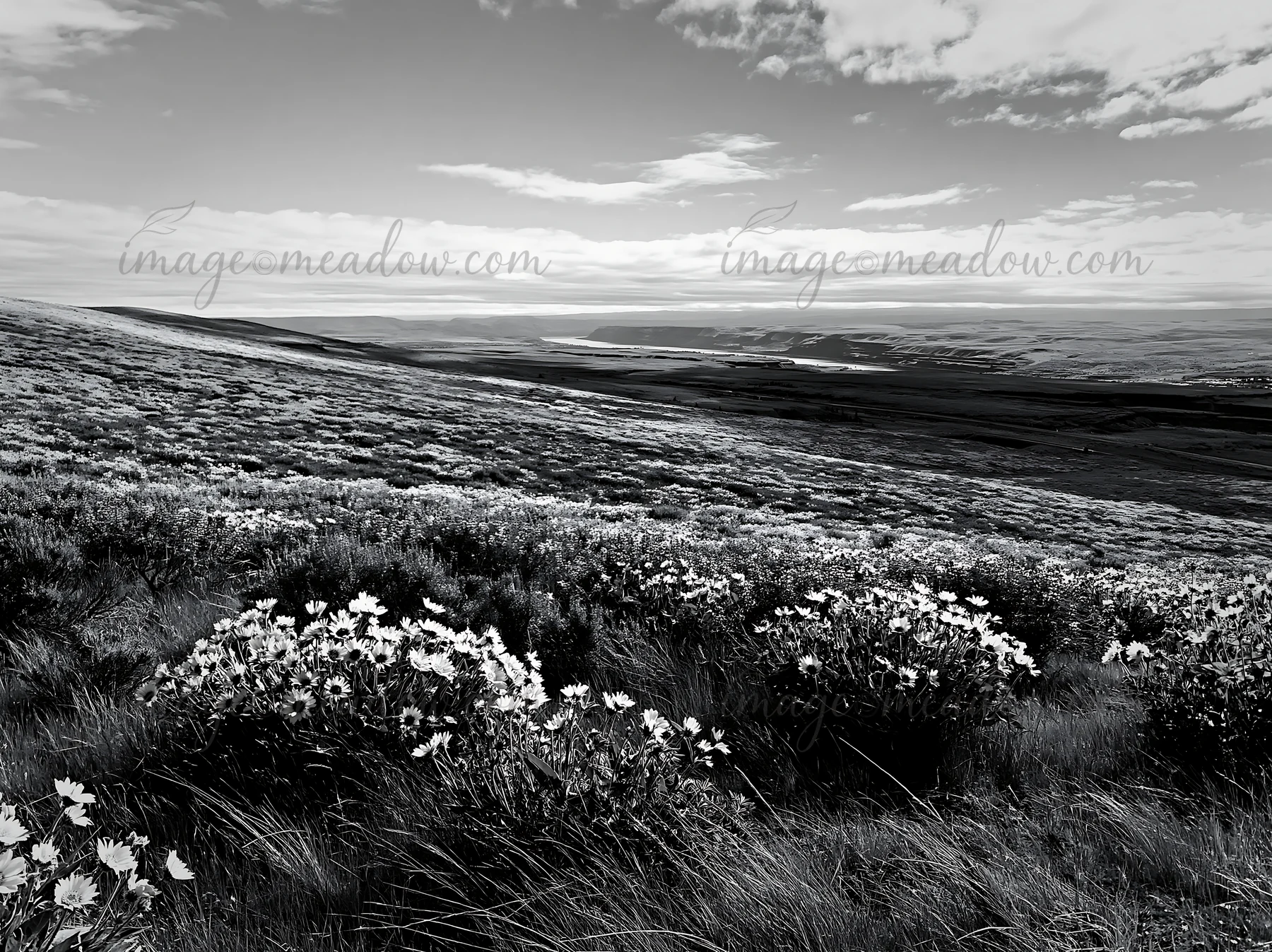 A view of a sagebrush meadow light filled with yellow and blue flowers on a hillside under a cloudy sky. The vibrant colors contrast against the green grass in
