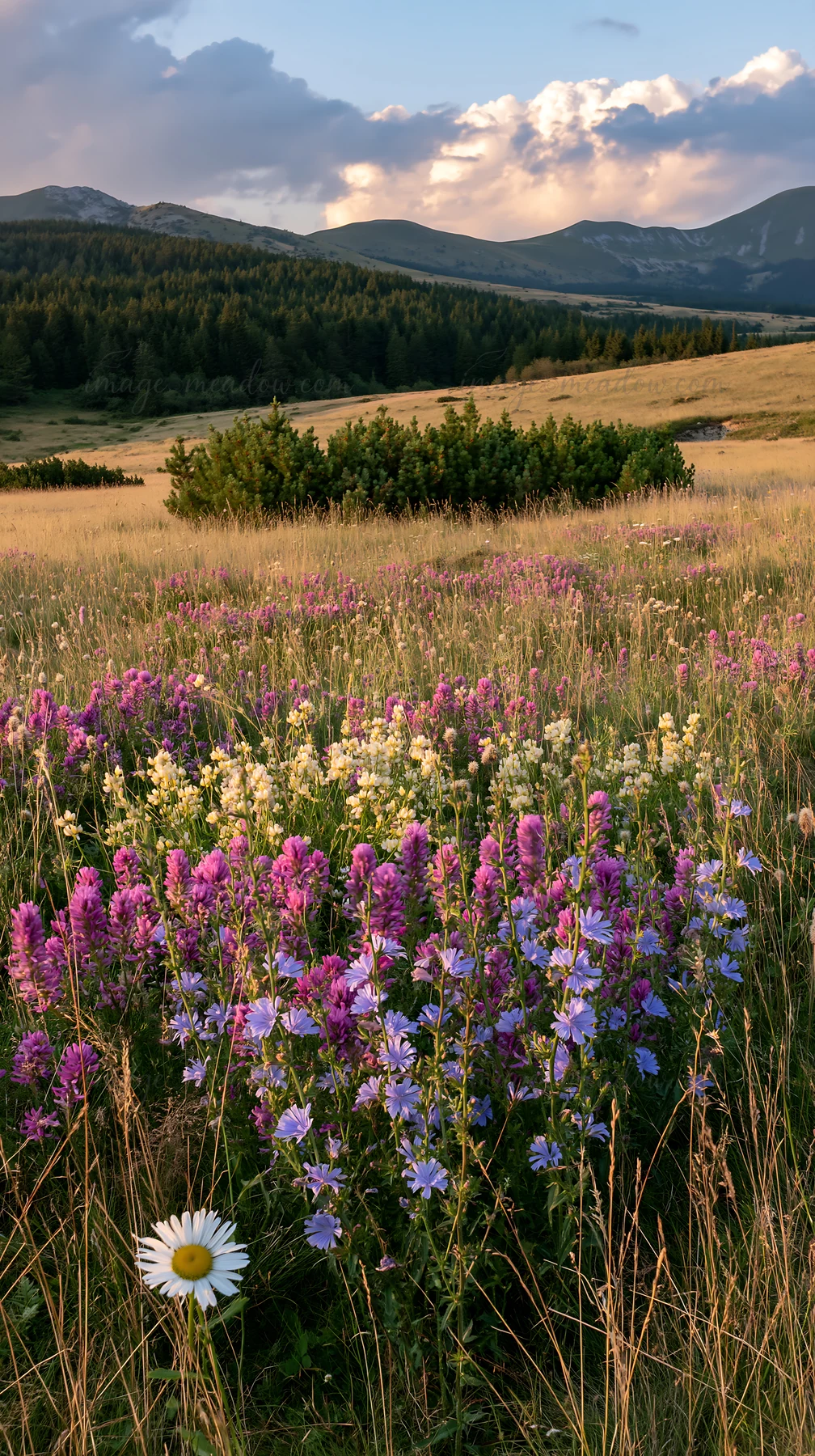 A meadow features a mix of sainfoin and chicory plants with wildflowers blooming in pink, purple, and yellow colors. Mountains can be seen in the background dur