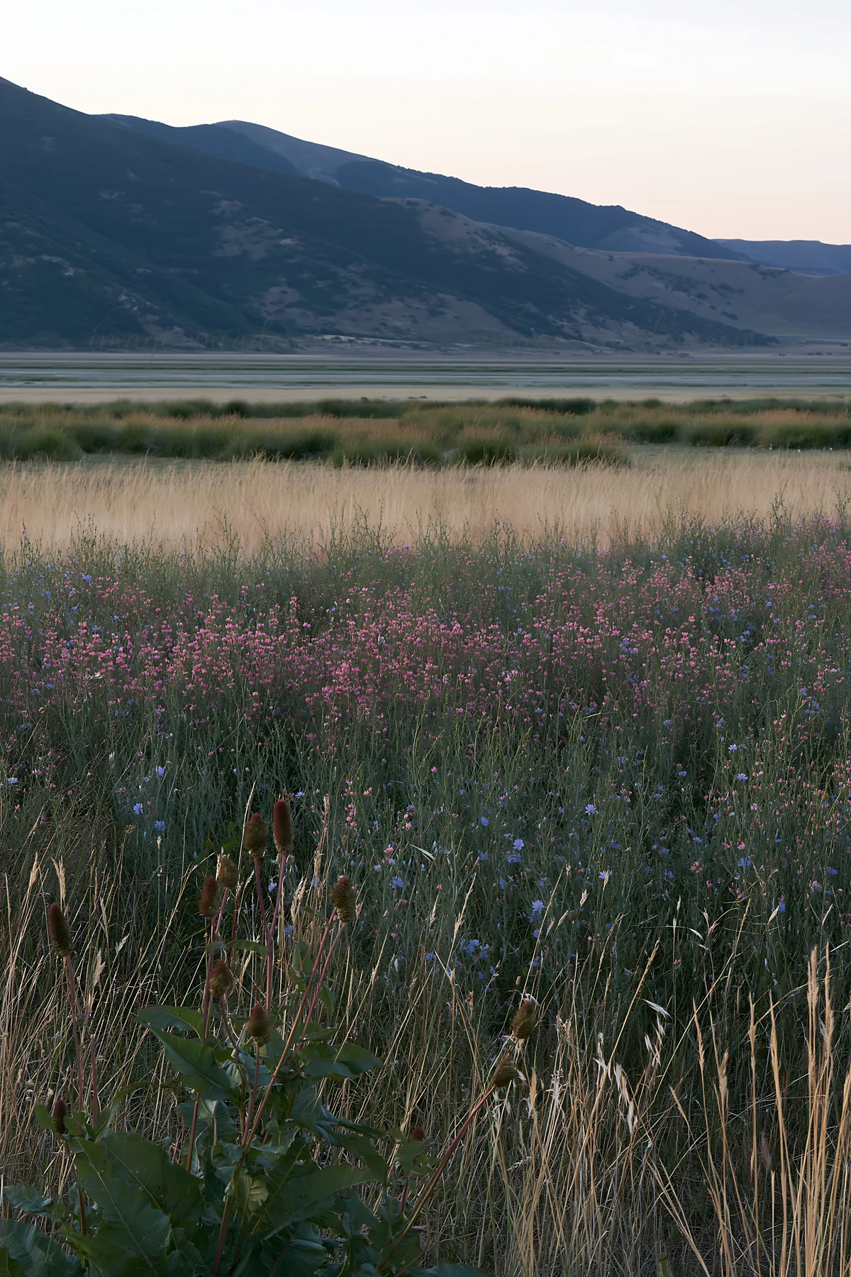 A meadow filled with sainfoin and chicory flowers stretches across the landscape. The scene captures the evening light illuminating the colorful blooms and tall