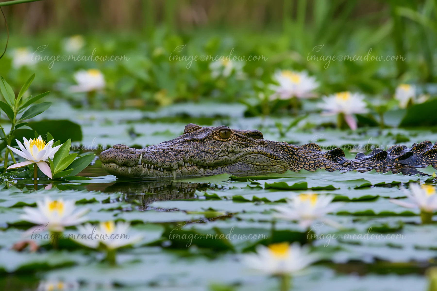Saltwater crocodile floats among water lilies in a green wetland, with its head and ridged back above the water.