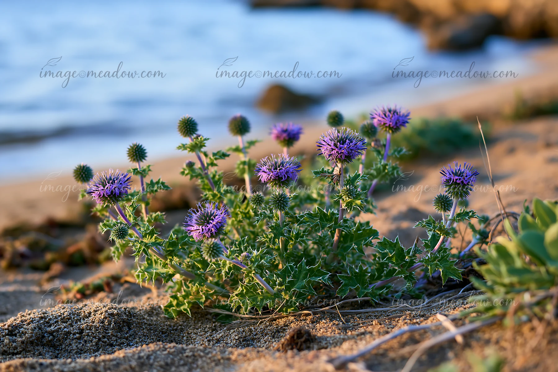 Sea holly flowers grow along a sandy beach by the coast, with a backdrop of gentle waves and rocky formations.