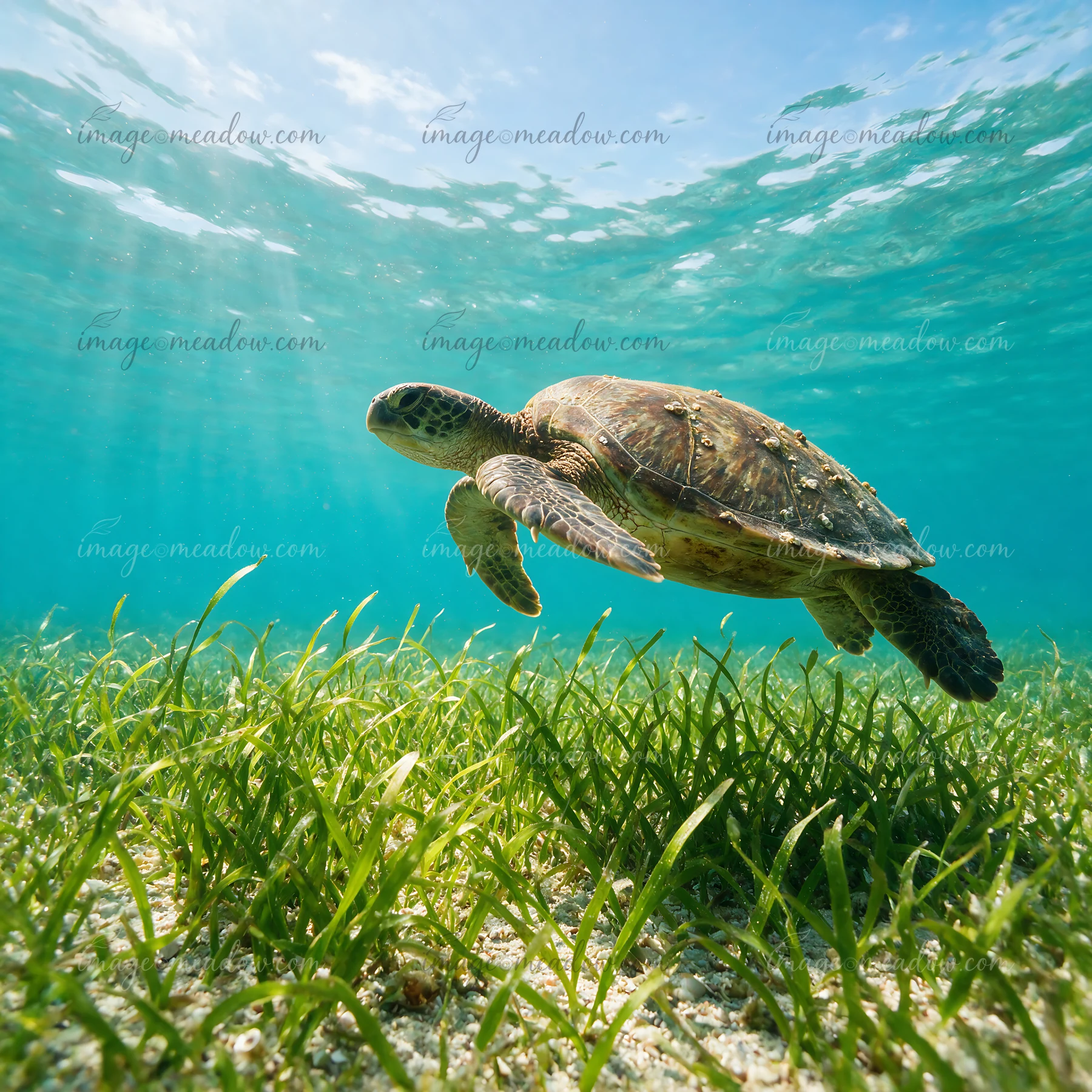 Sea turtle swims above underwater seagrass in clear turquoise water with sunlight filtering from the surface.
