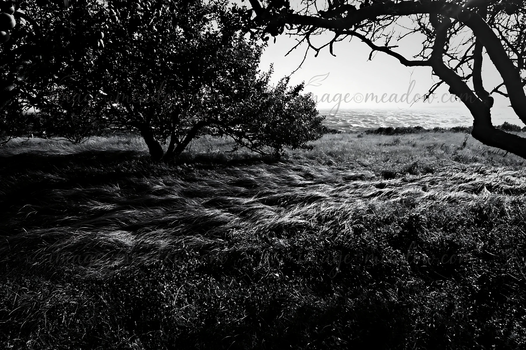 A sunny day shows a meadow with tall grass and trees overlooking the ocean. The wind creates waves in the grass, adding movement to the scene. Presented as a pr