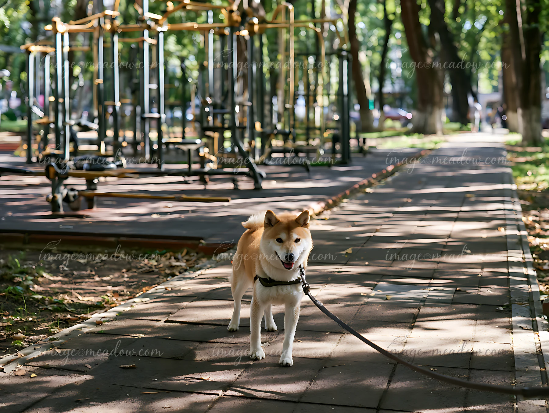 Shiba Inu on a leash stands on a paved park path beside outdoor exercise equipment and trees.