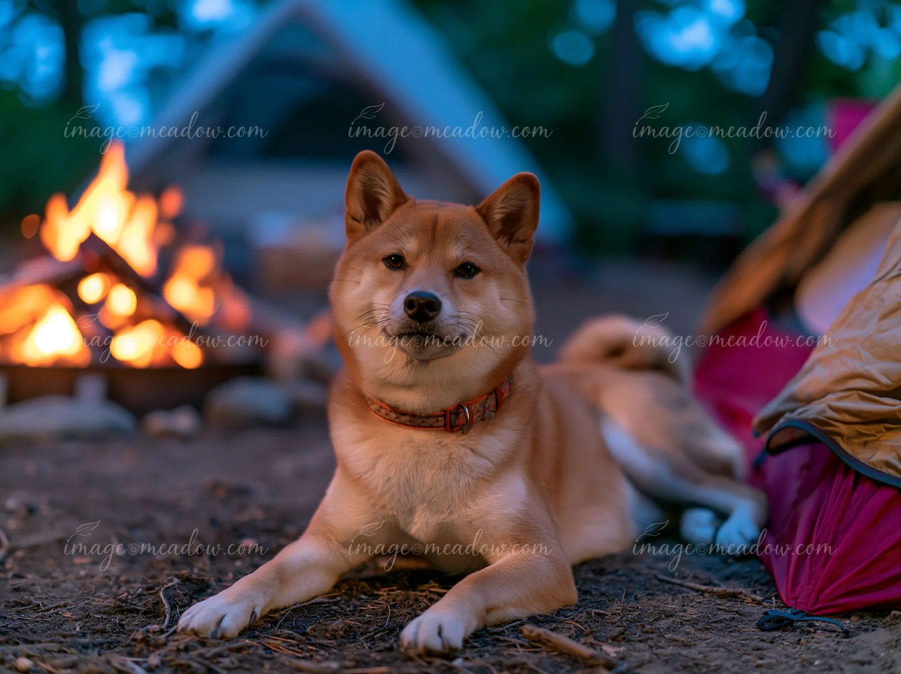 Shiba Inu resting on the ground beside a tent and glowing campfire at a forest campsite.
