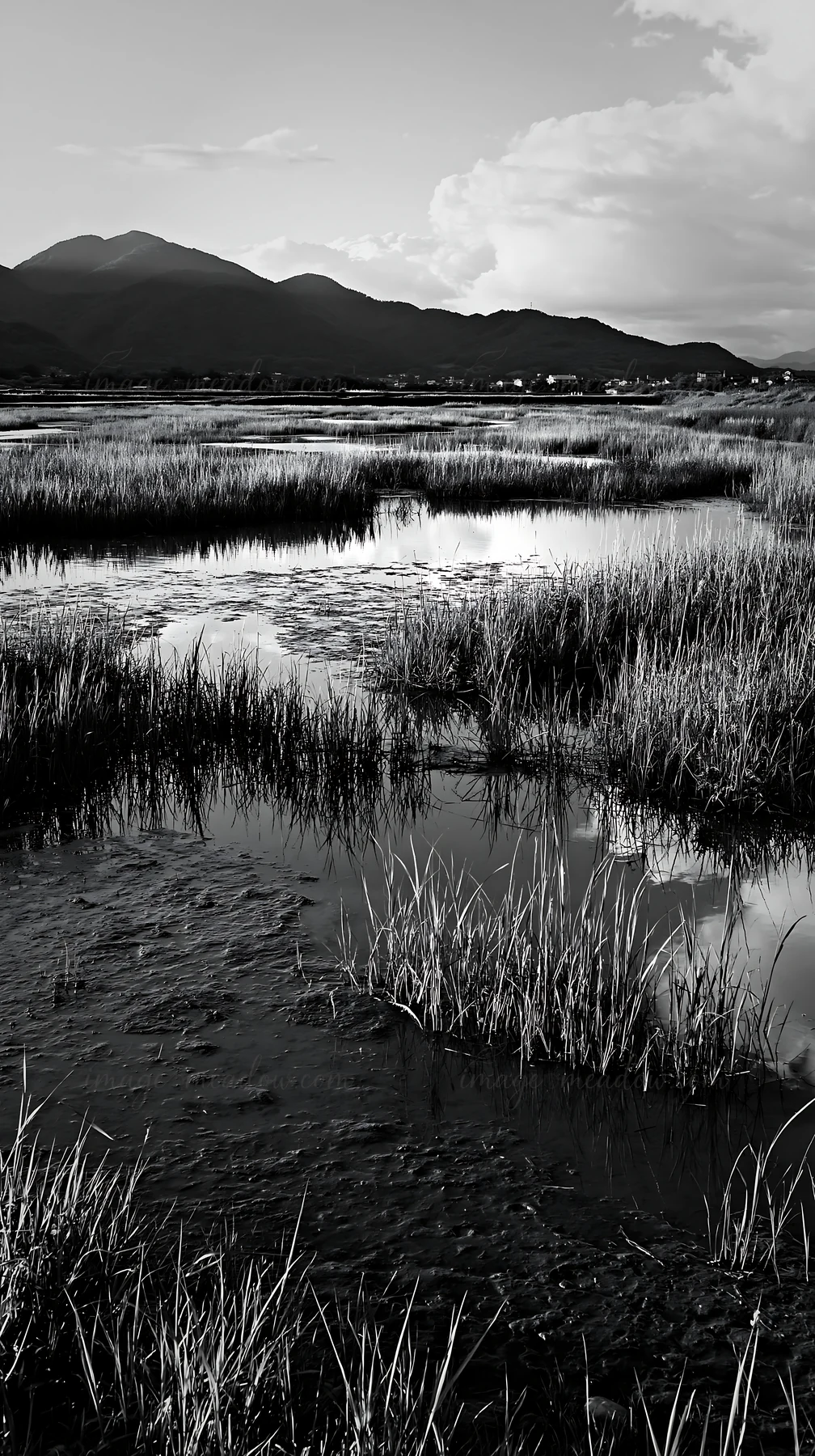 The scene shows the Shiga wetland meadow with reeds and water, reflecting the sky. Mountains are visible in the background, and the setting appears to be during