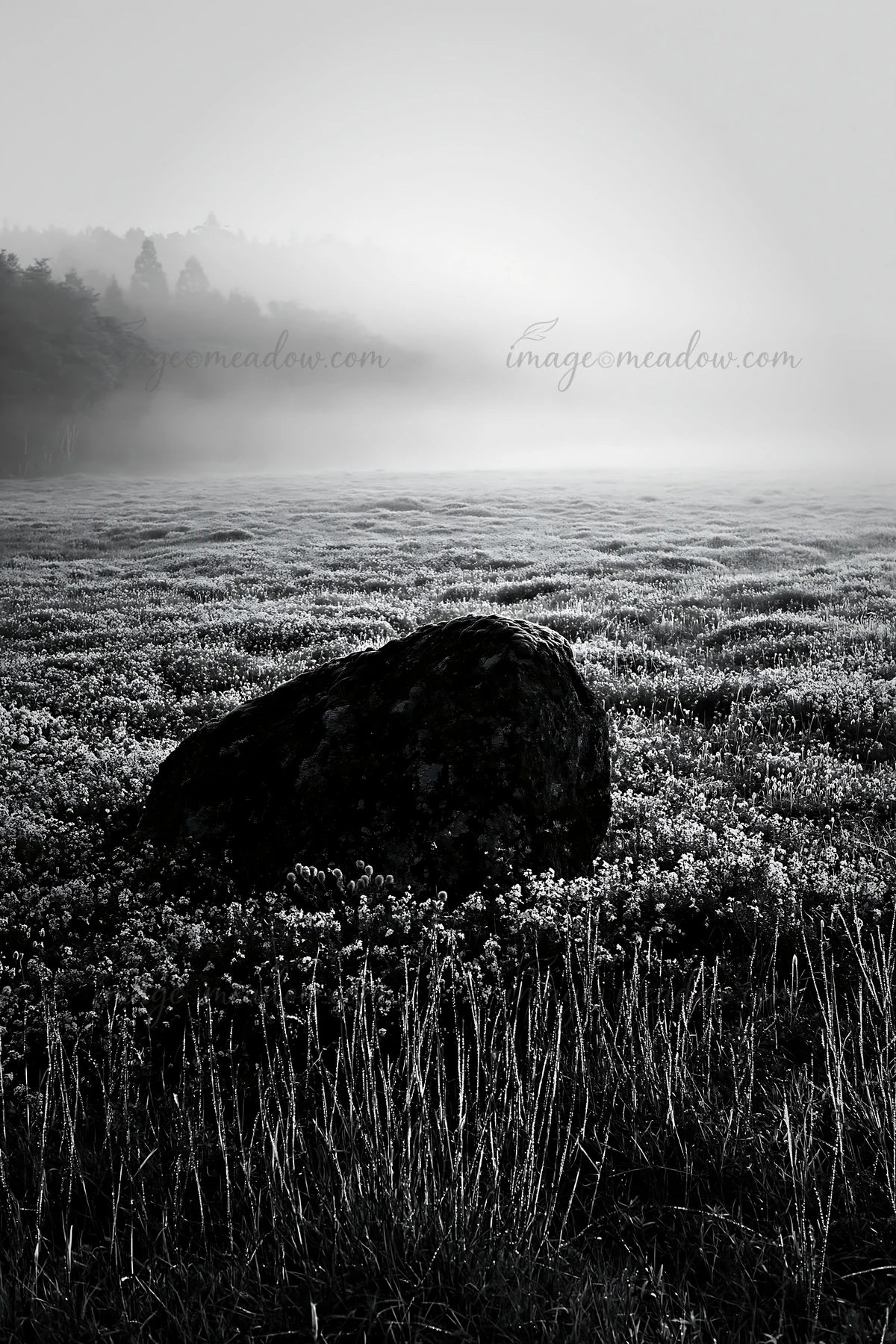 A moss covered stone stands in a misty meadow filled with flowers in Shimane. The soft light highlights the scene during early morning hours. Presented as a pre