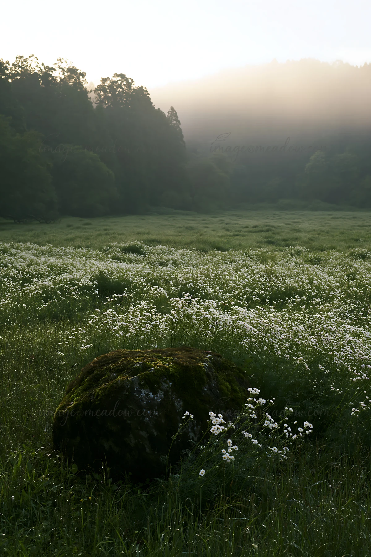View of a moss covered stone in a misty meadow in Shimane. White flowers scatter across the lush green space, surrounded by trees and fog in the background.