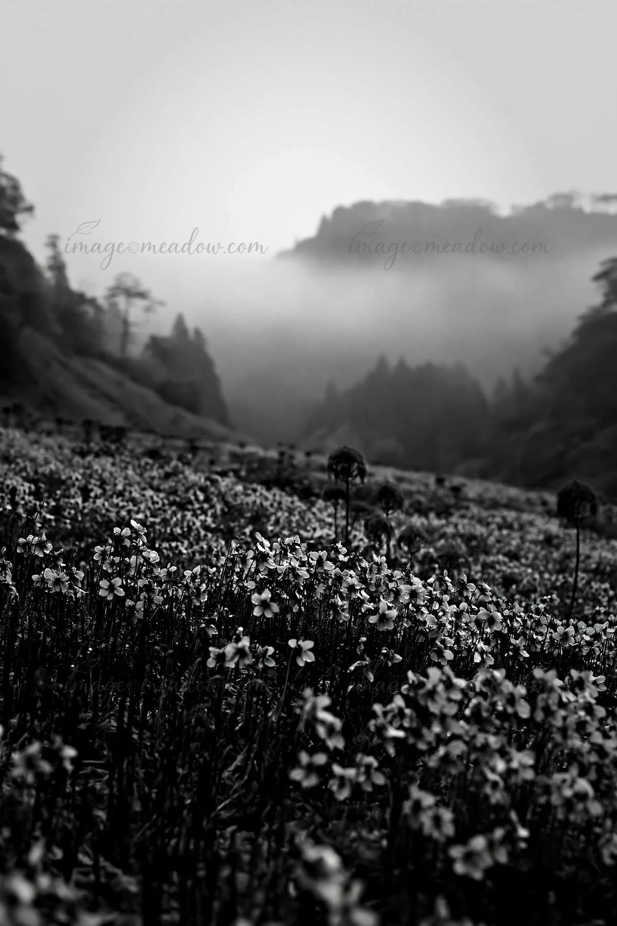 The scene shows a seasonal meadow in Shizuoka after heavy rain. Flowers stretch across the field, while fog covers the hills in the background, creating a uniqu