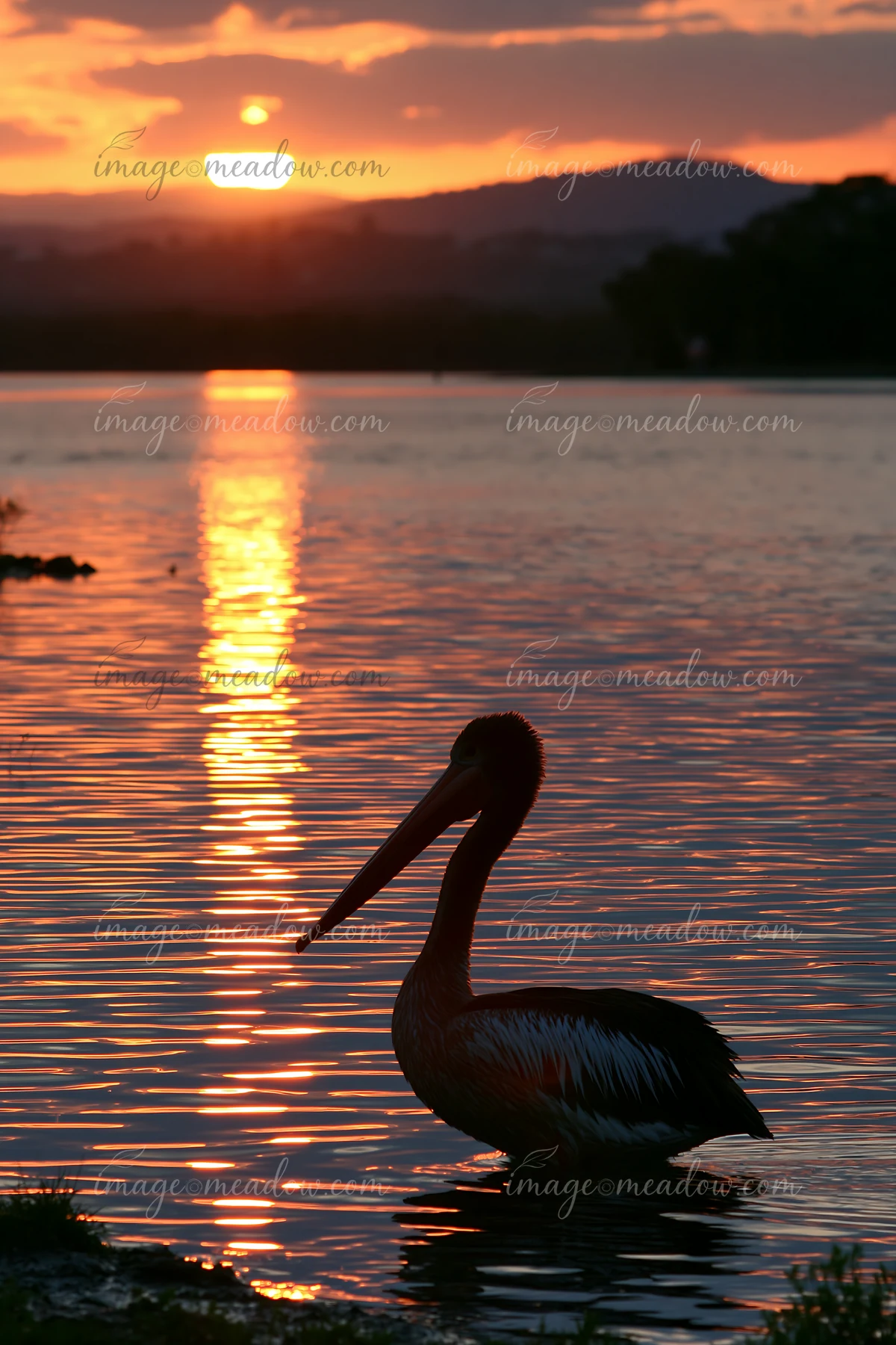 Silhouetted Australian pelican standing in coastal lagoon water as the sun sets behind distant hills.