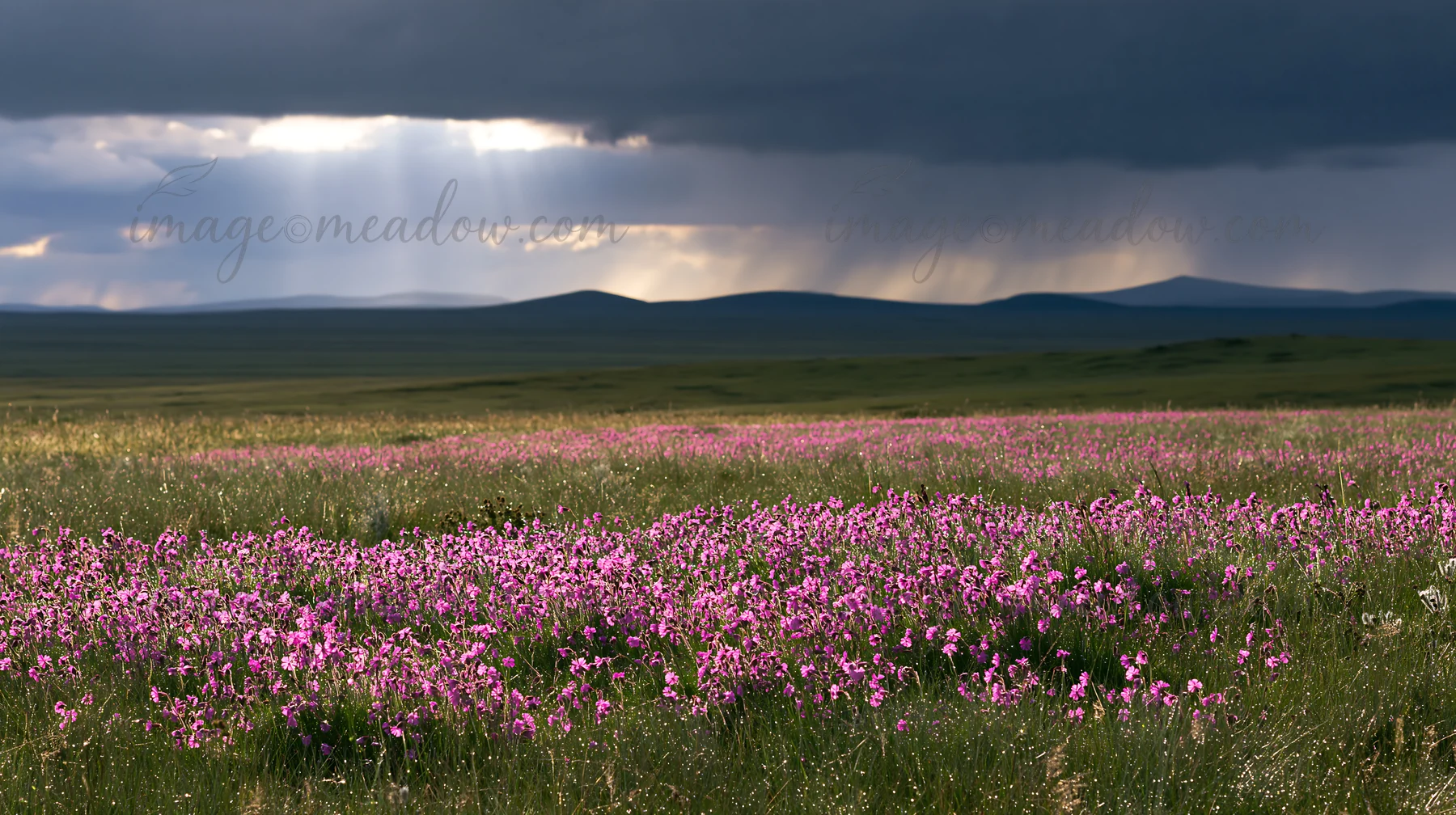 A meadow filled with pink flowers stretches across the landscape. The sky has dark clouds with rays of sunlight breaking through. This scene captures a natural
