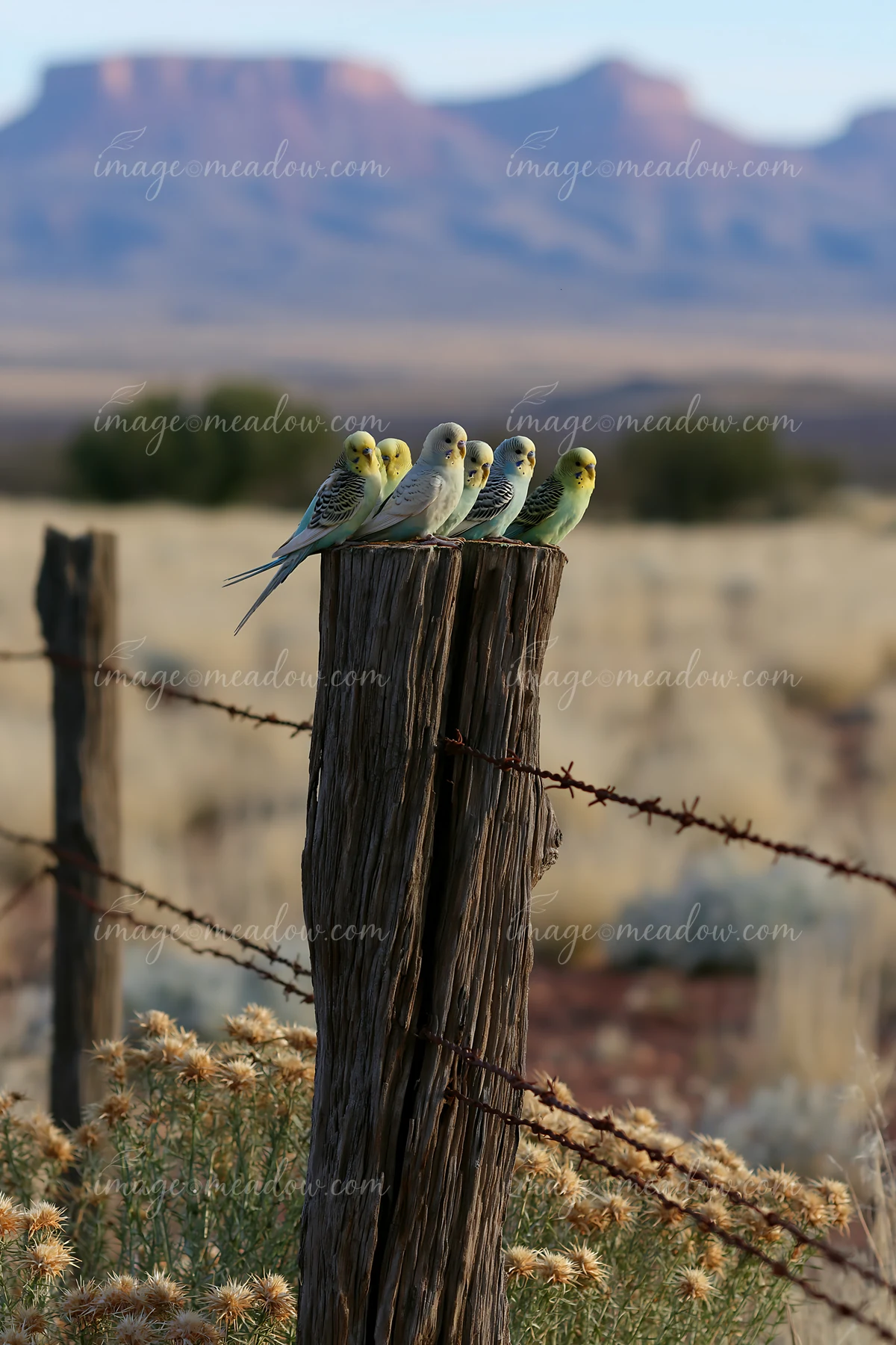 Six budgerigars perch on a weathered fence post above barbed wire in a desert landscape with distant mountains.