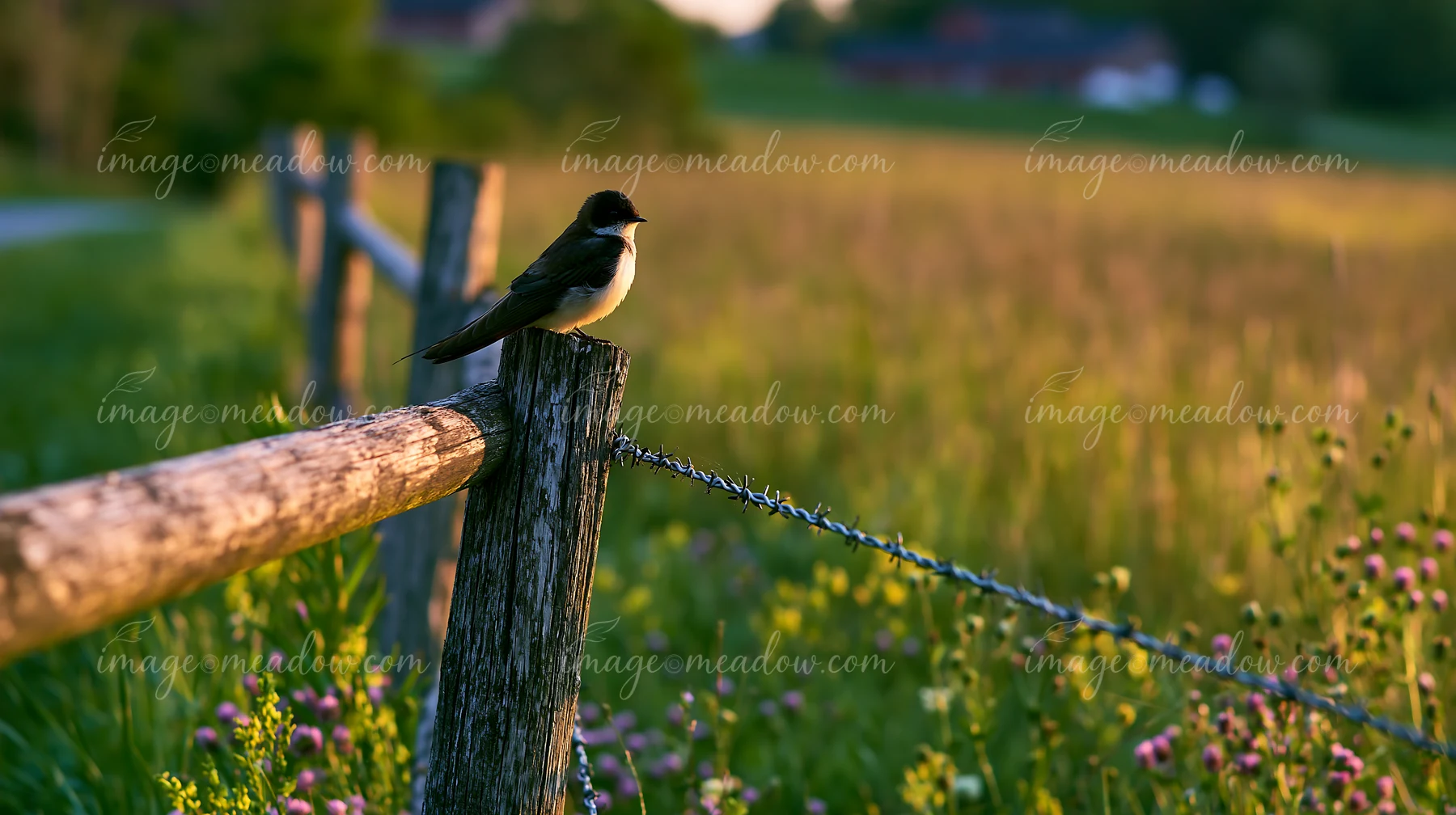 Small bird perched on a weathered fence beside a flowering meadow in warm evening light.