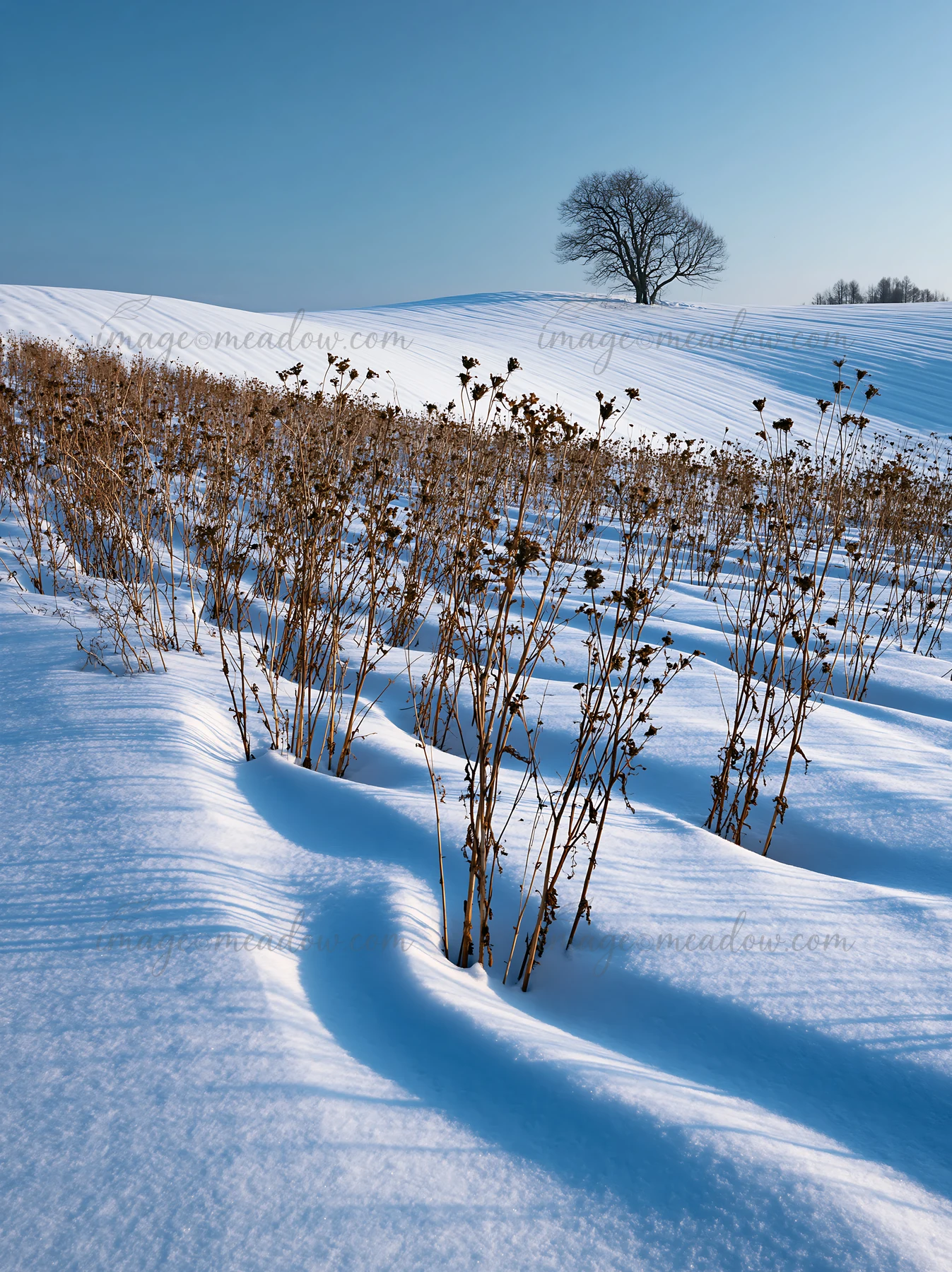 A snow covered Biei hills meadow with bare plants scattered across the landscape and a lone tree in the distance under a clear blue sky.