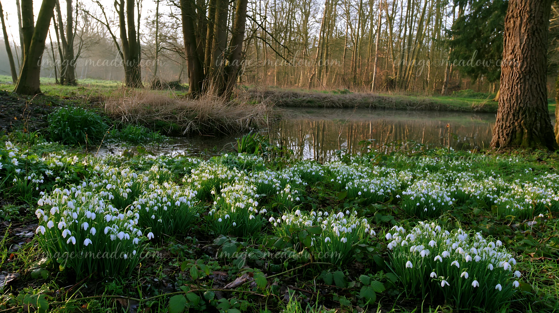 Snowdrop flowers beneath trees create a soft blanket in the foreground near a pond.