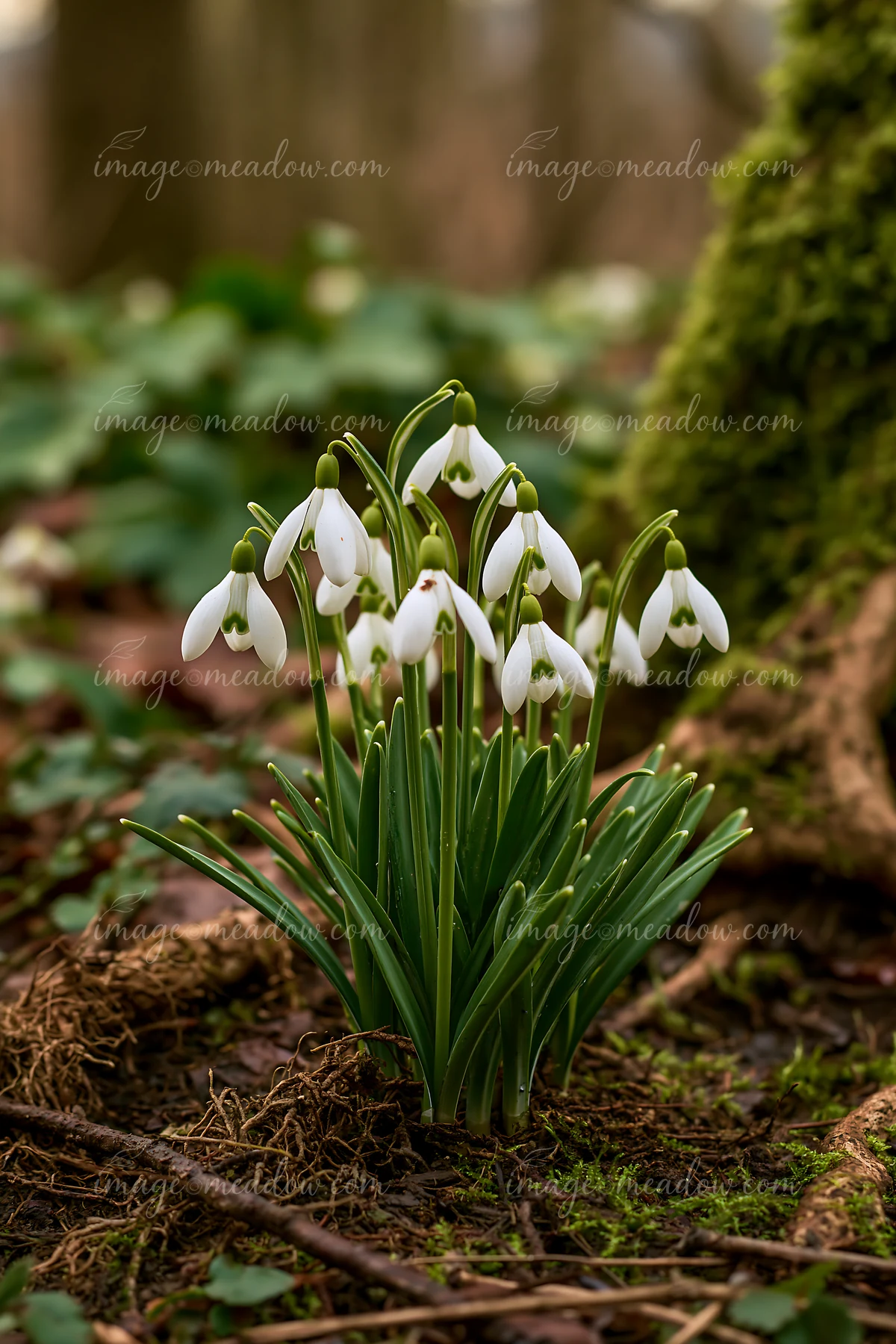 Snowdrop flowers bloom beneath trees in a forest in early spring.