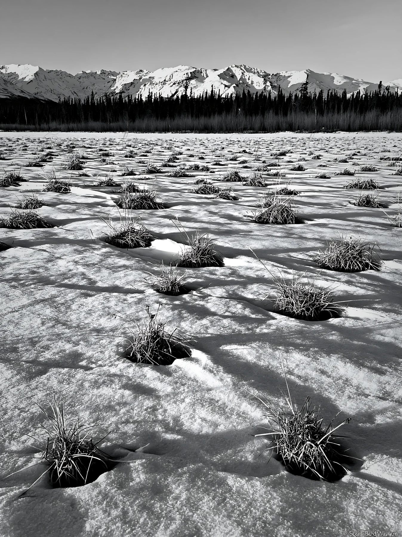 A snowmelt meadow shows patches of green grass emerging from the melting snow. In the background, mountains rise into the sky under a clear day. The scene captu