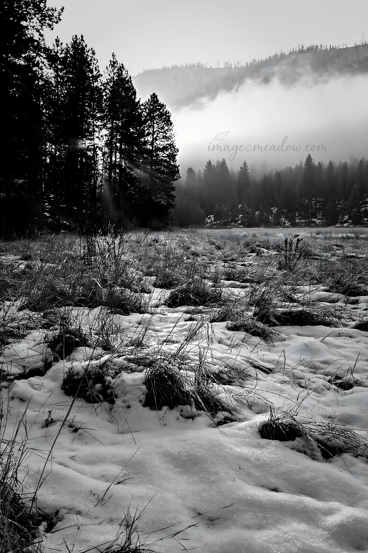 A meadow covered in snow is seen in the foothills, surrounded by tall trees. Fog hangs in the air, creating a quiet scene. The sunlight filters through the tree