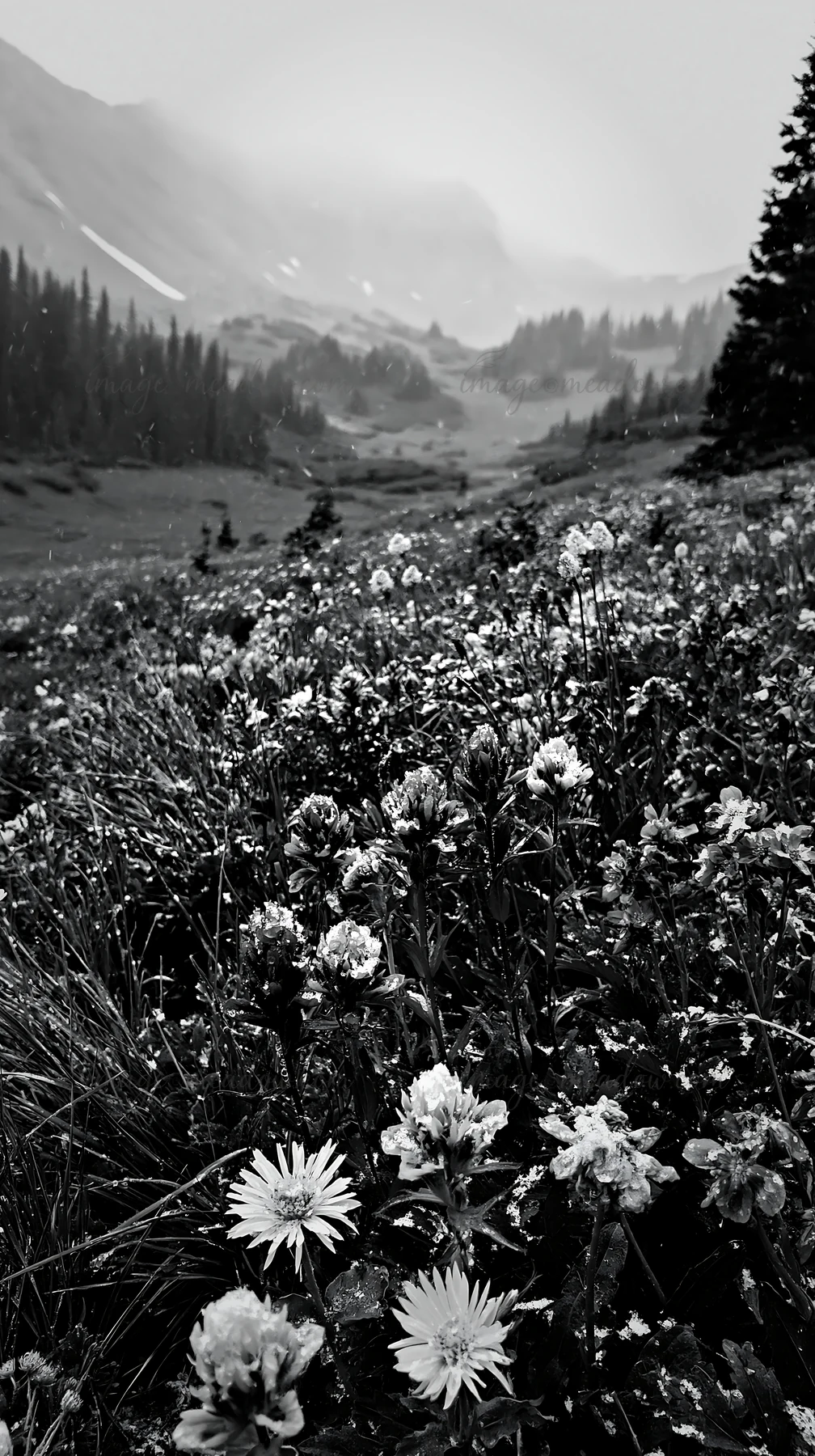 A snowy highland meadow shows vibrant wildflowers in various colors. The landscape features rolling hills and distant mountains partially covered in snow. Prese