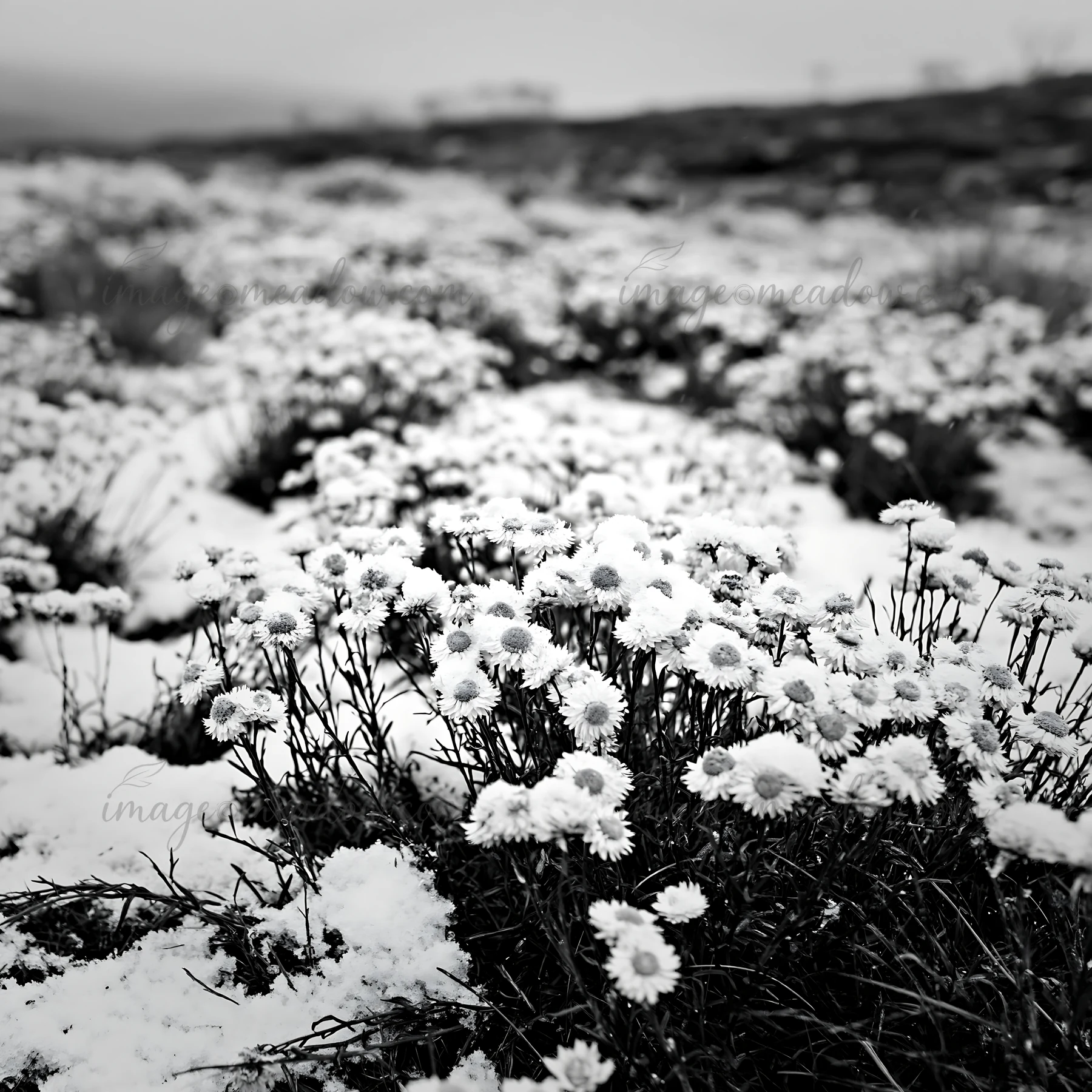 In a highland meadow covered in snow, clusters of white flowers grow among the frost, creating a striking contrast in a cold winter landscape. The scene capture