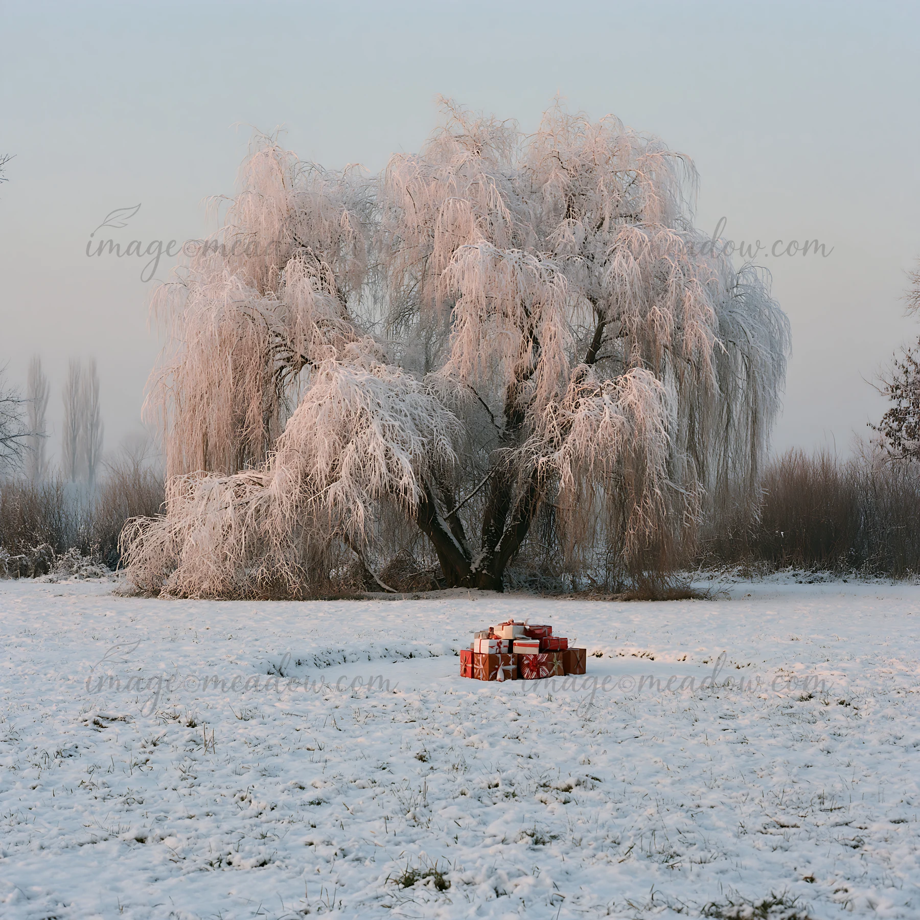 A snowy meadow features a cluster of wrapped presents placed on the ground. Frost-covered trees surround the area, creating a winter scene in a cold outdoor set