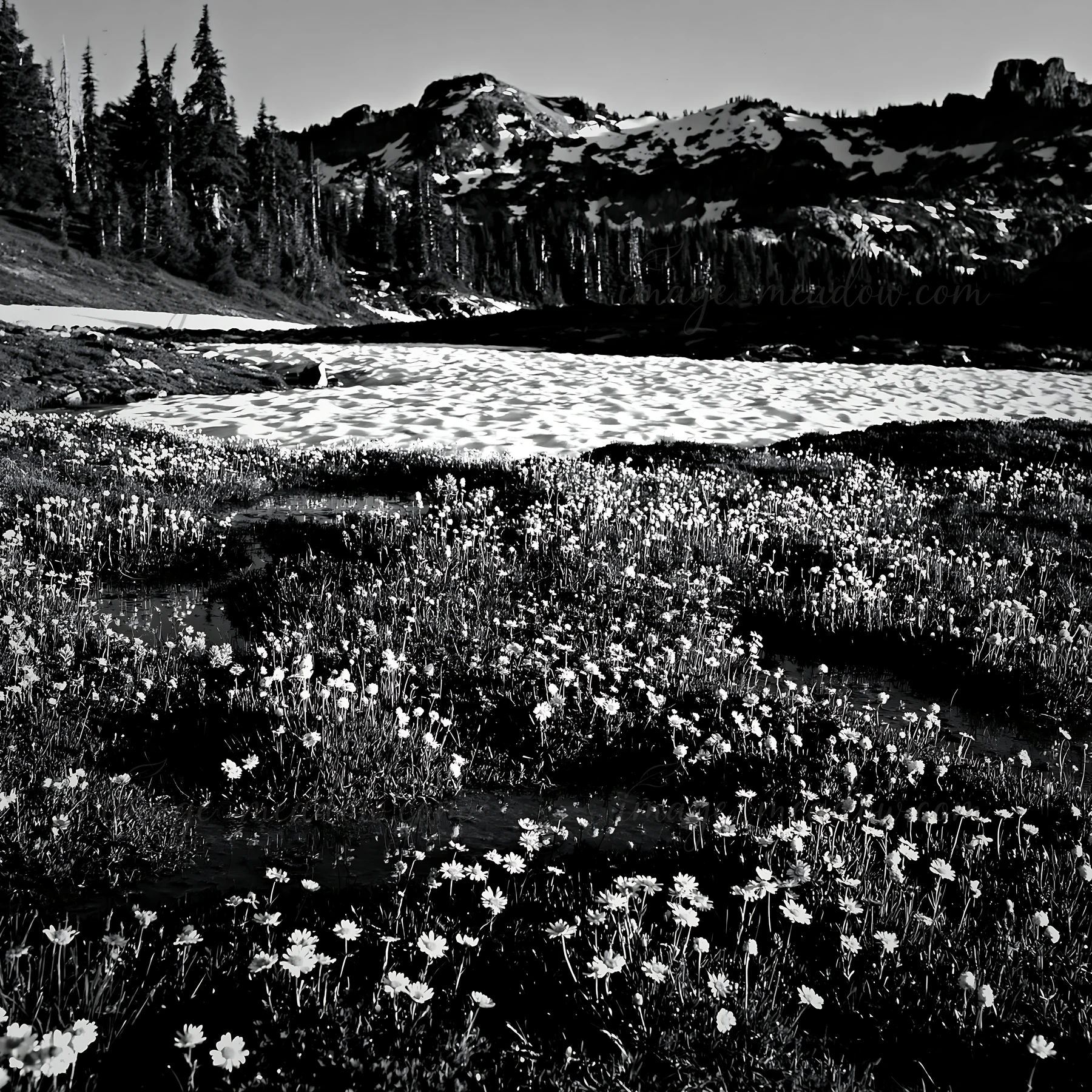 A meadow in Rocky Mountain Park is covered in snow and dotted with wildflowers. The scene captures the natural beauty of the landscape at midday. Presented as a