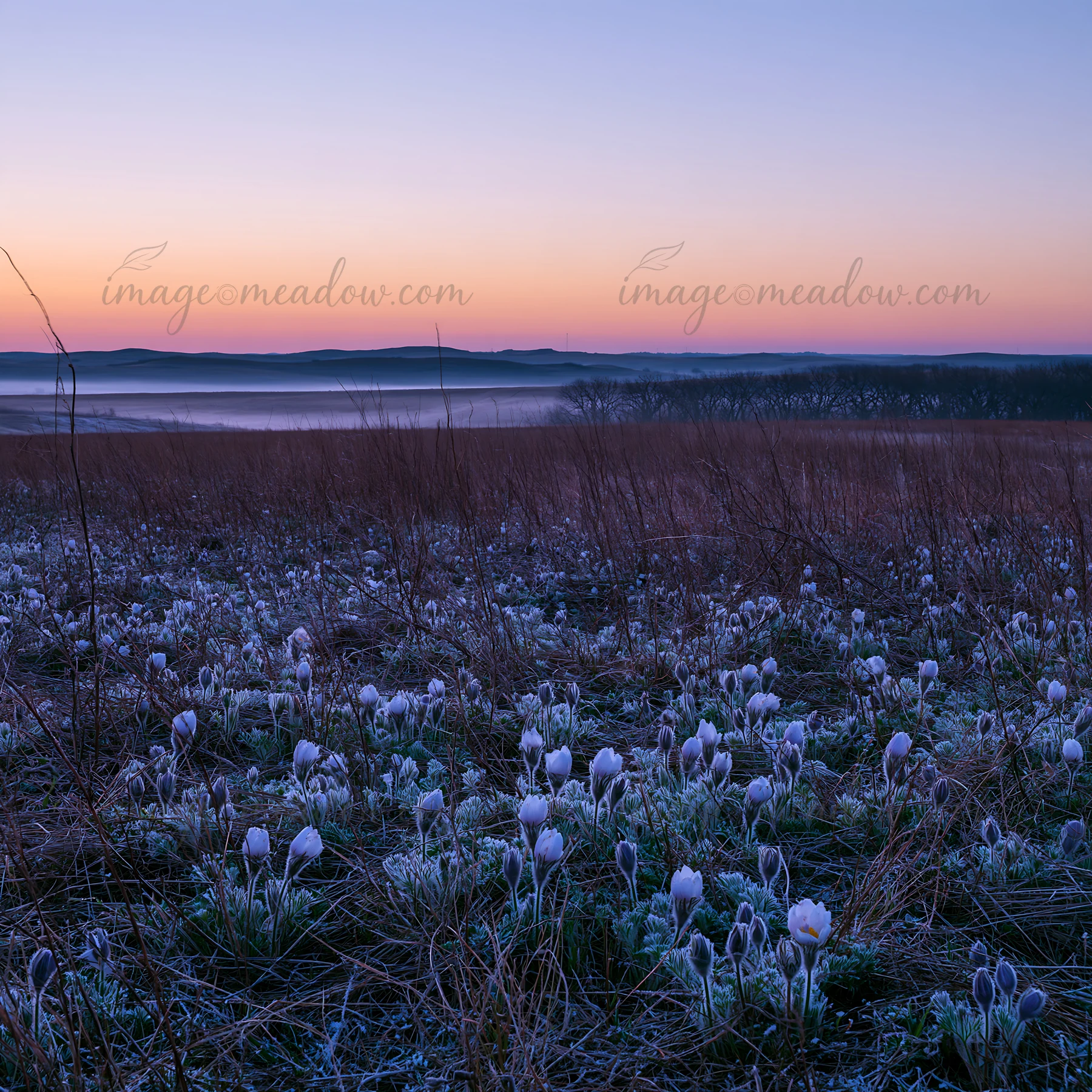 The scene shows a spring meadow filled with blooming flowers, taken at dawn. The sky transitions to soft colors as the sun rises, with frost still present on th