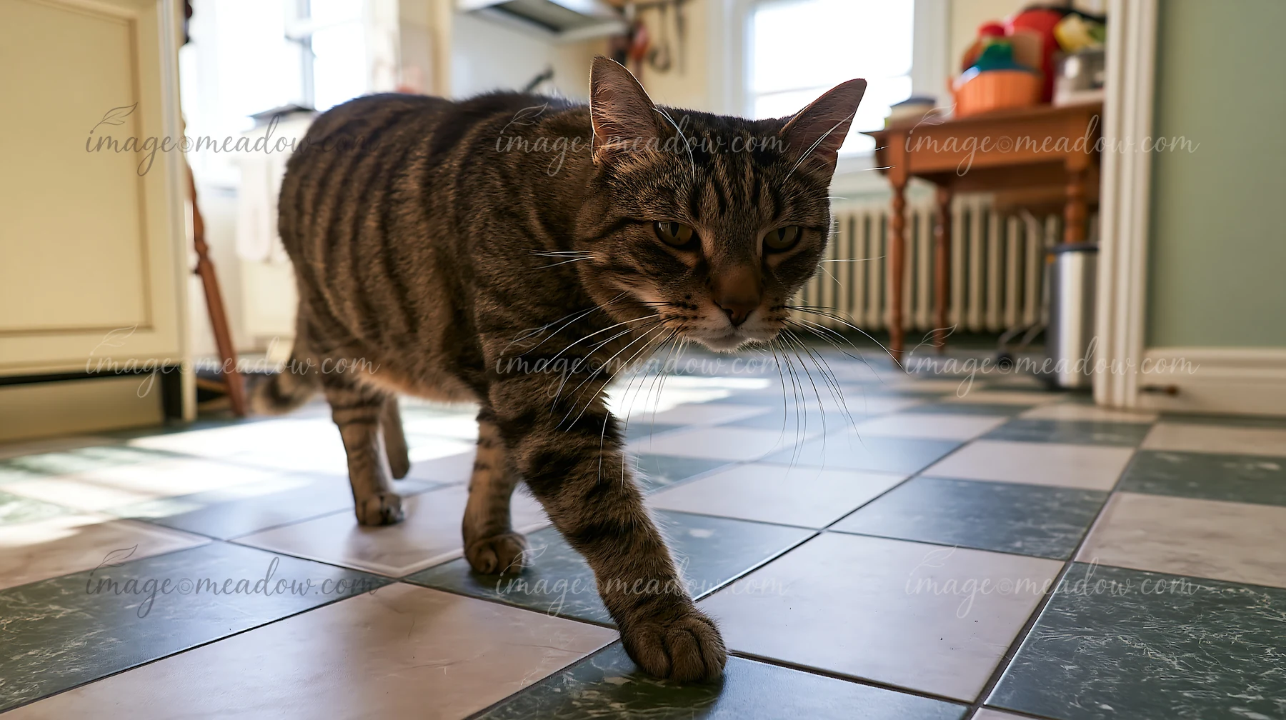 Striped tabby cat walking toward the camera across a sunlit tiled floor indoors.