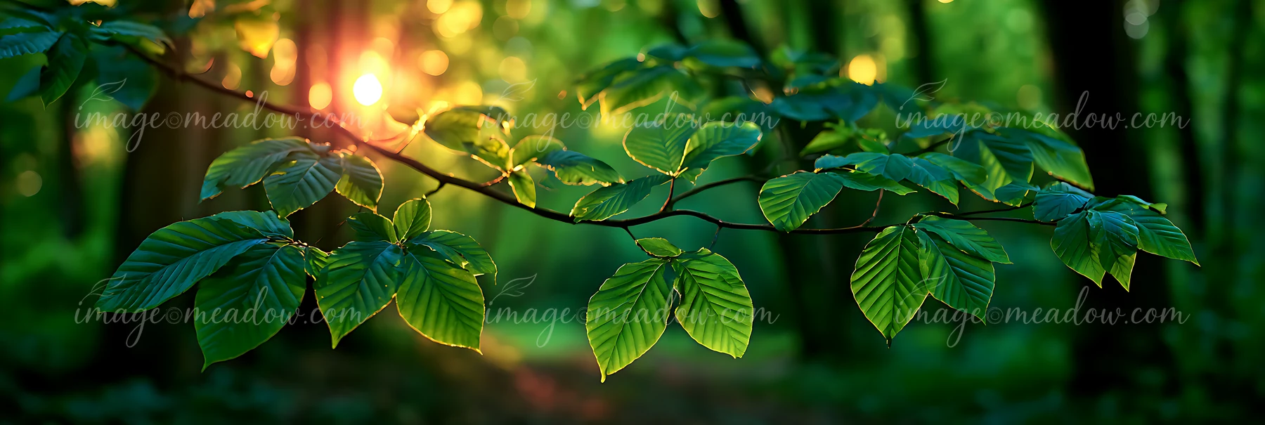 Sunlight shines through green leaves on a branch within a forest.