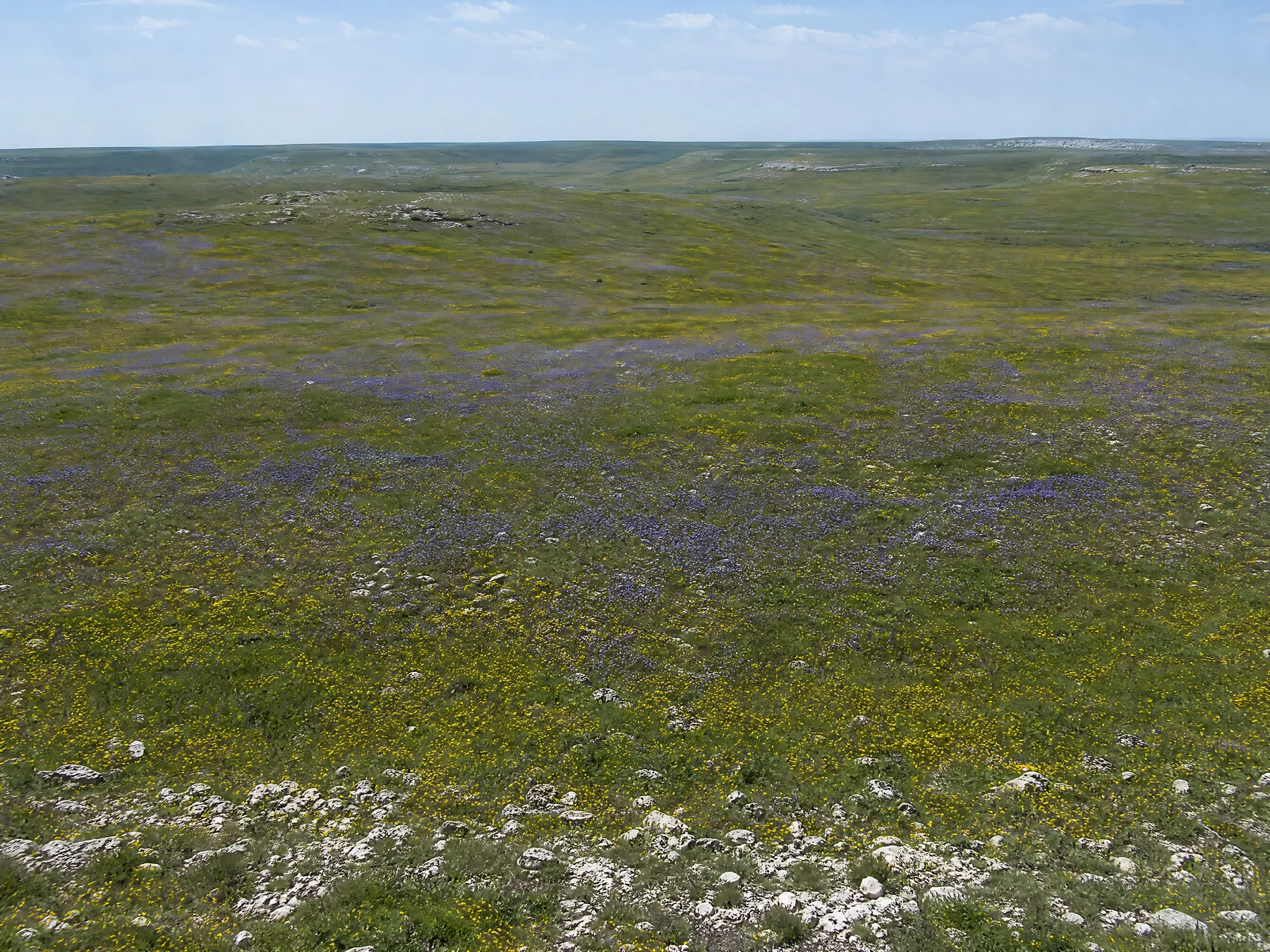 A wide grassy area filled with purple and yellow wildflowers under a clear blue sky. The setting is a sunny chalk meadow, showing the natural beauty of the land