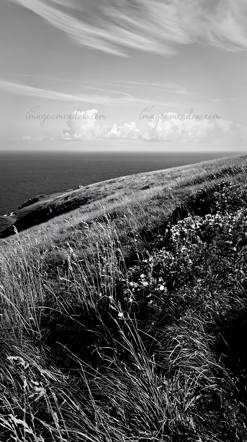 A sunny dry meadow stretches out toward the ocean. Grassy slopes and wildflowers are present. Clouds dot the sky, adding texture to the scene. This captures a n